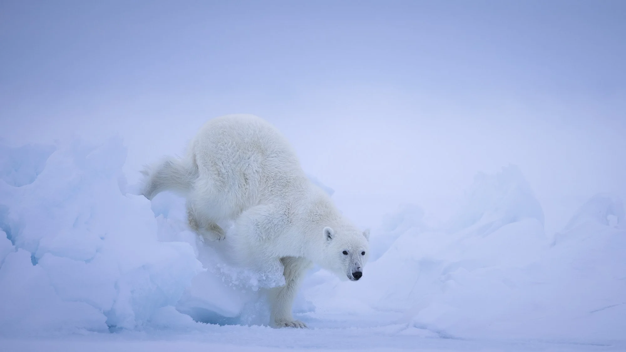 Polar Bear on the Ice