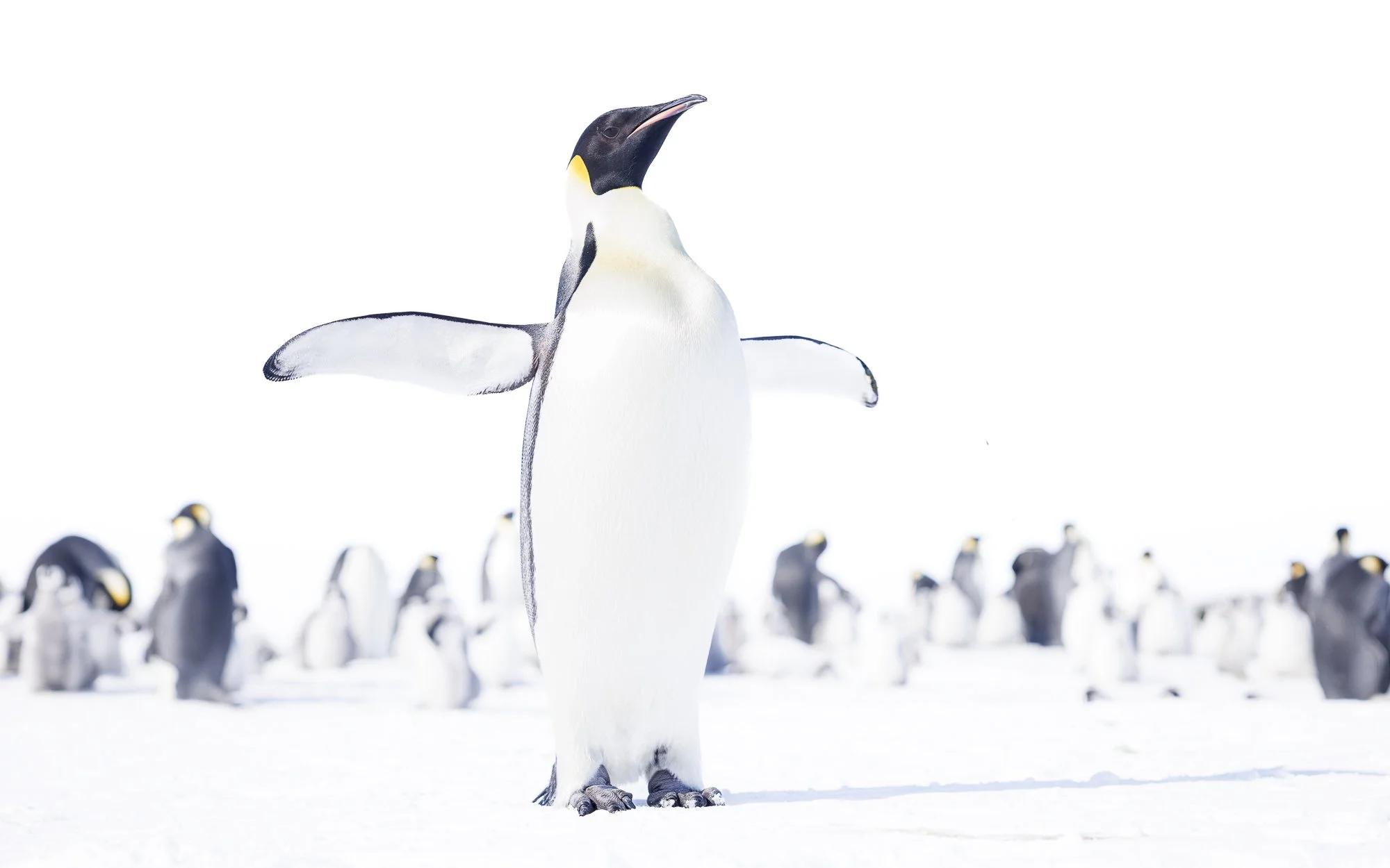 Emperor Penguin at Snow Hill colony, Antarctica