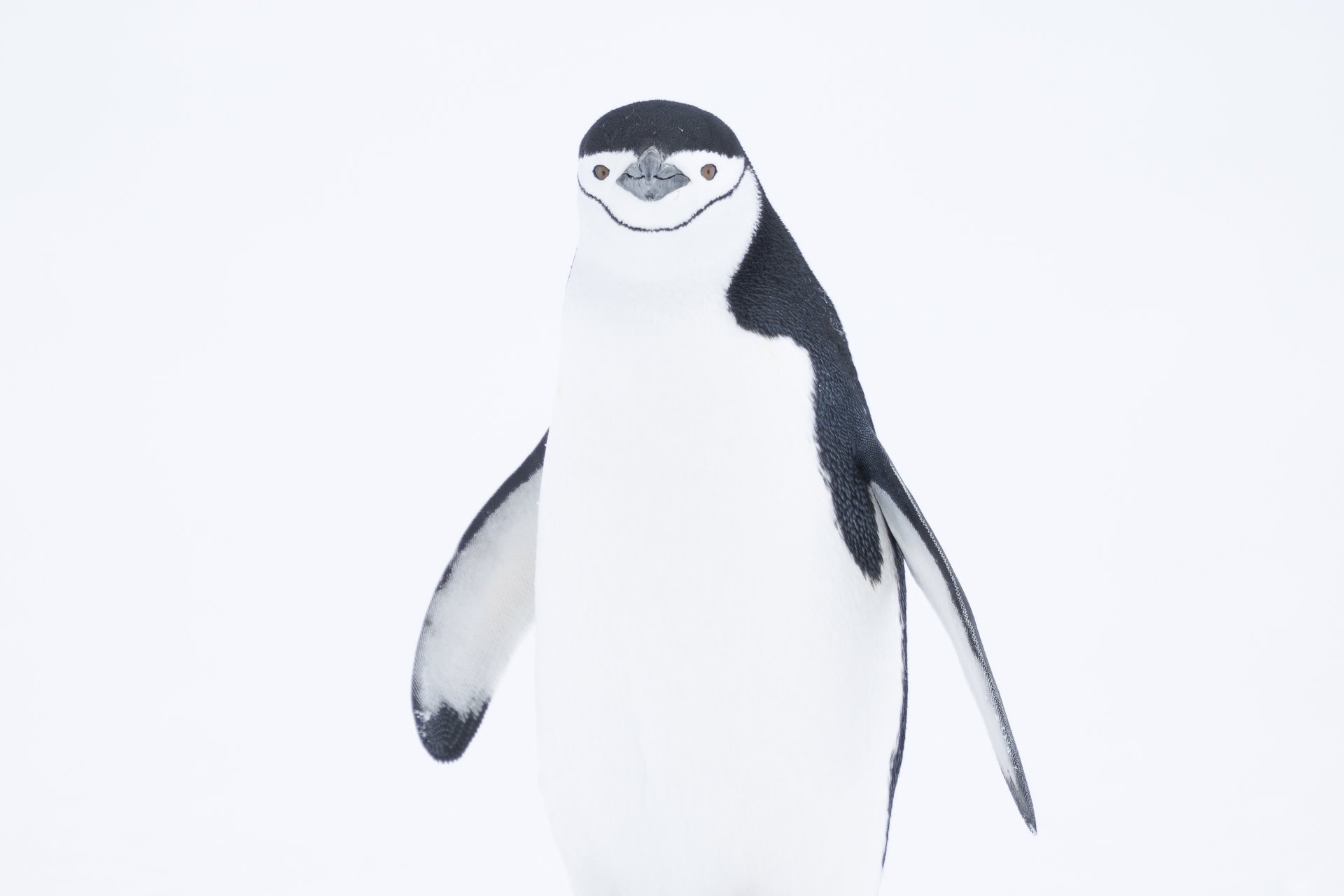 CHINSTRAP PENGUIN PORTRAIT  •  Half Moon Bay, Antarctica