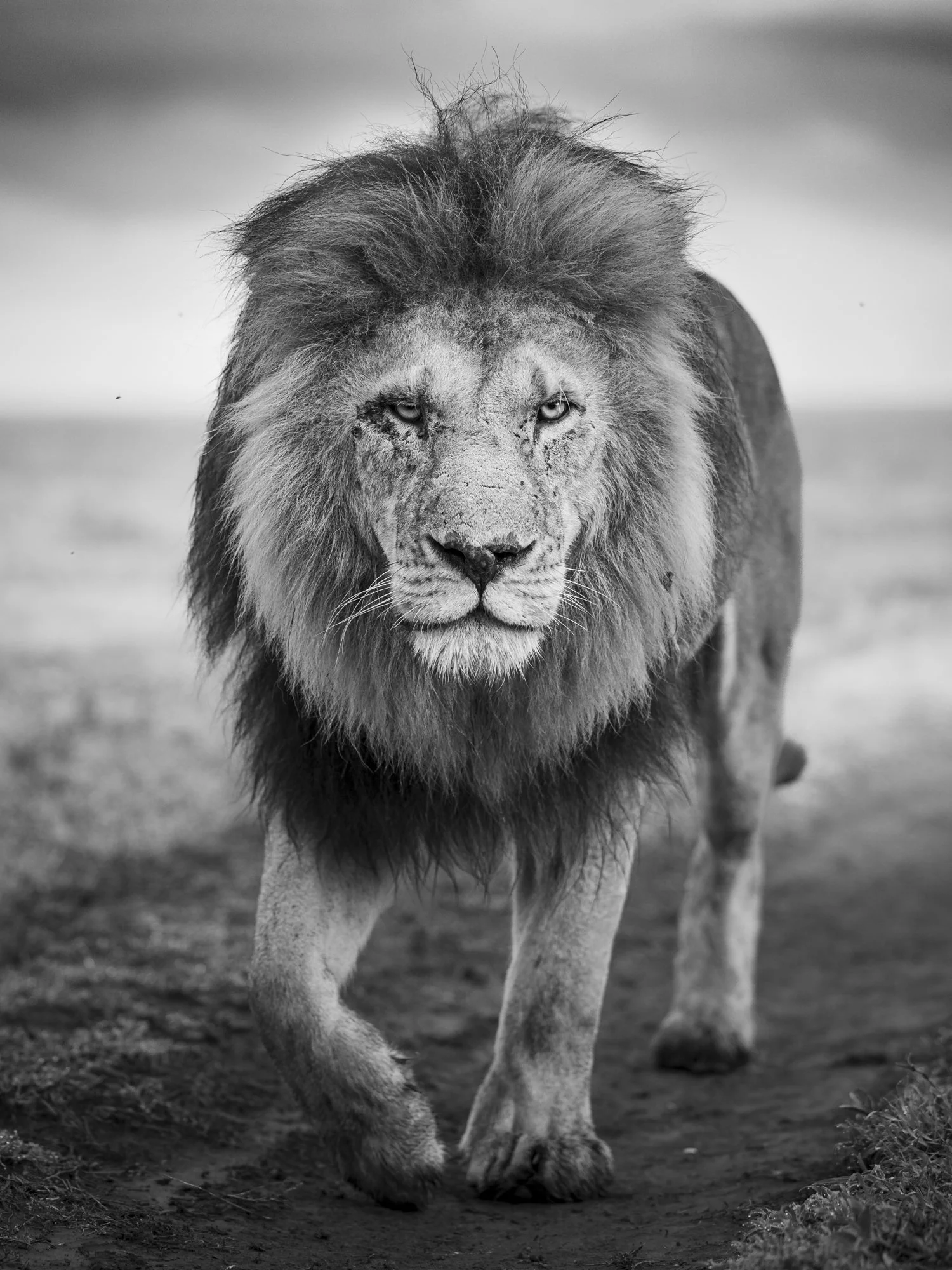 Image of male lion on Serengeti plains