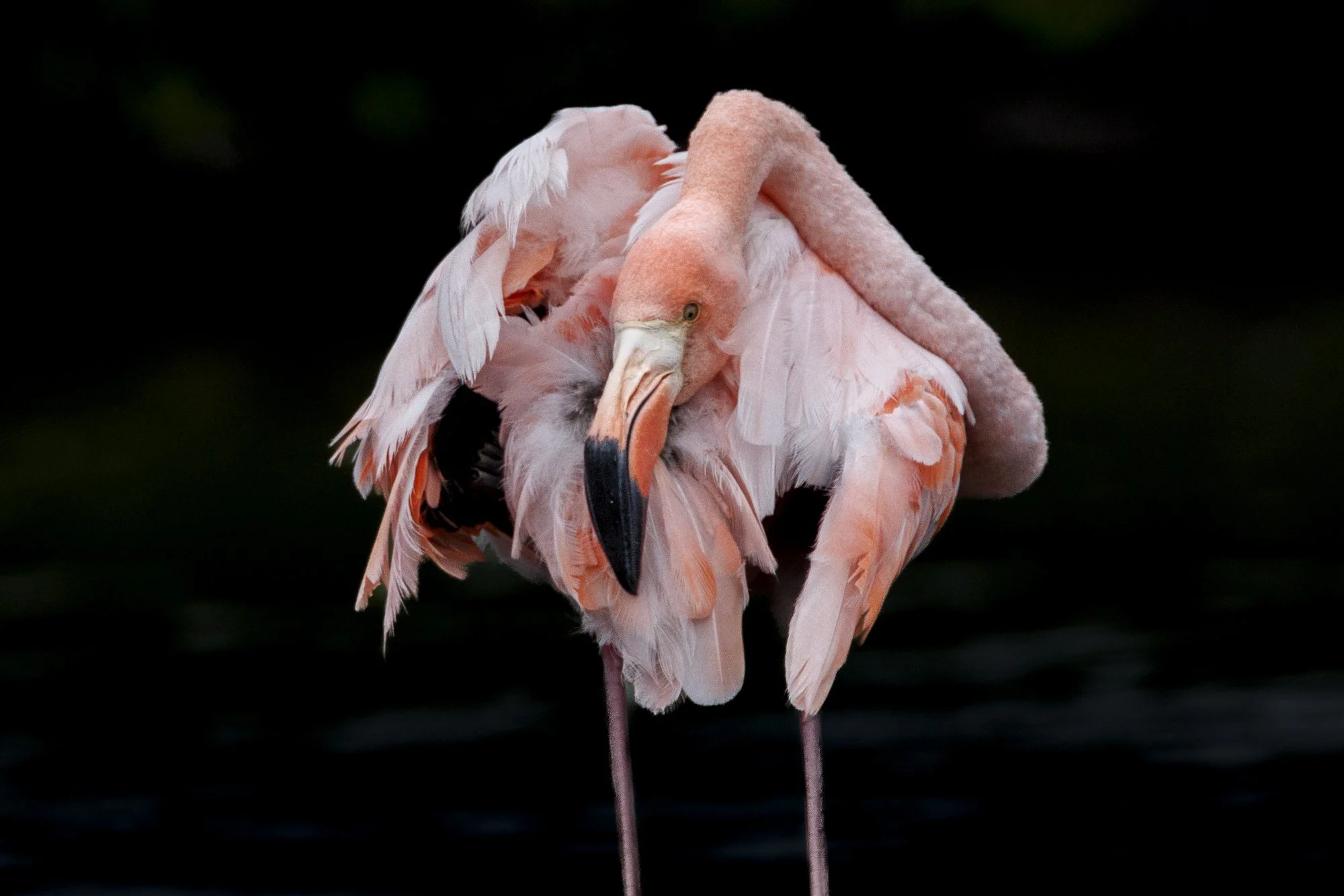 American Flamingo on a lagoon at Rabida