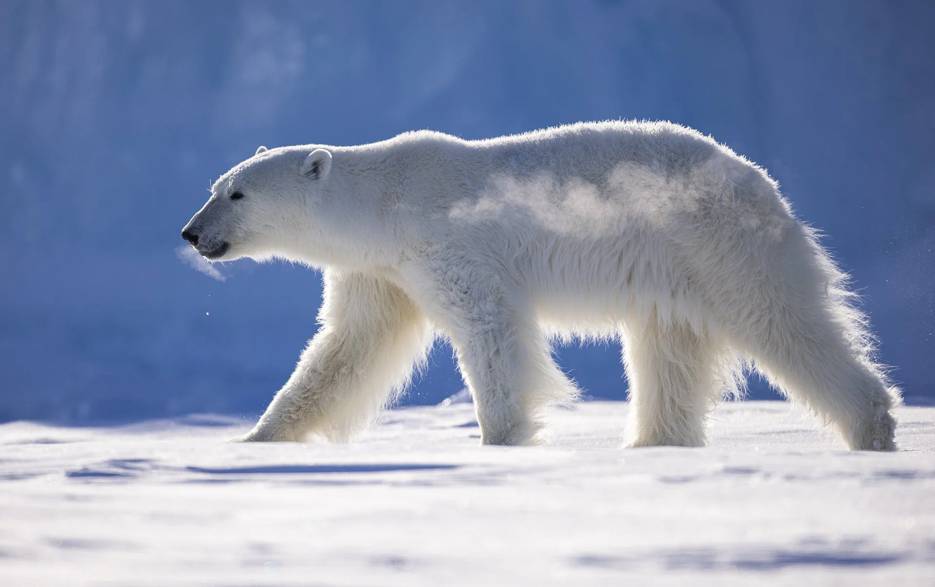 BREATH  •  Baffin Island