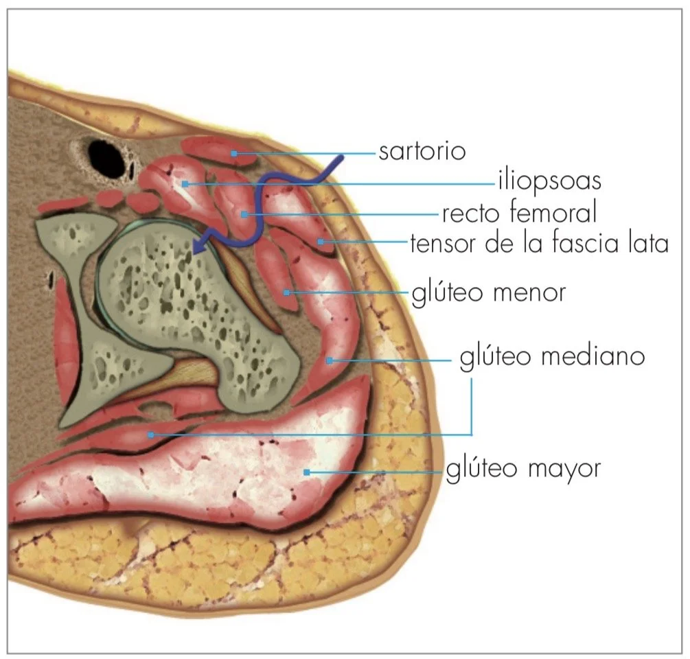 Descripción anatómica del abordaje de una prótesis de cadera por vía anterior