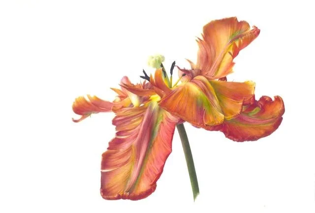 In Bloom at the Ashmolean Museum and Worcester College, Oxford