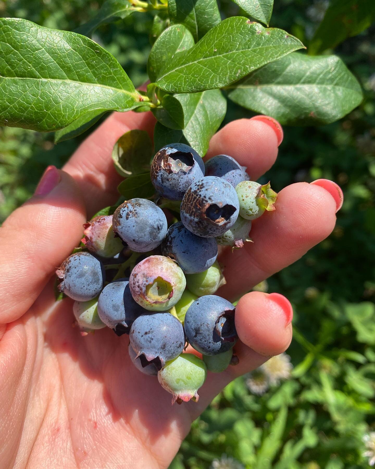 Make a memory every month before goodbye.
We explored the blueberry patch and found abundance. 
Abundance in the growing season is colorful and plenty. It is a constant harvest of fruits, veggies, herbs, and grains. 
We gather and store and preserve 