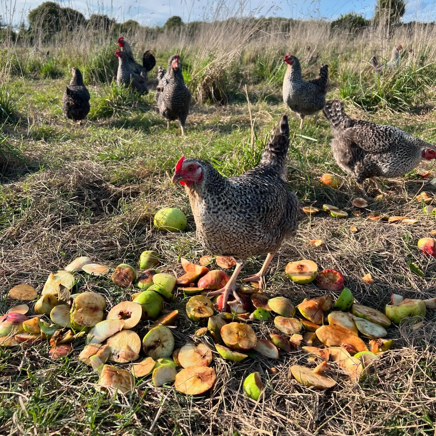 We recently had &ldquo;Apple Day&rdquo; at Chettle where we harvest all the apples in the village and press them to make apple juice and cider! 🍎🍎🍎 Thanks to Leaf &amp; Feather, nothing goes to waste! The hens eat any bruised apples, and I&rsquo;m