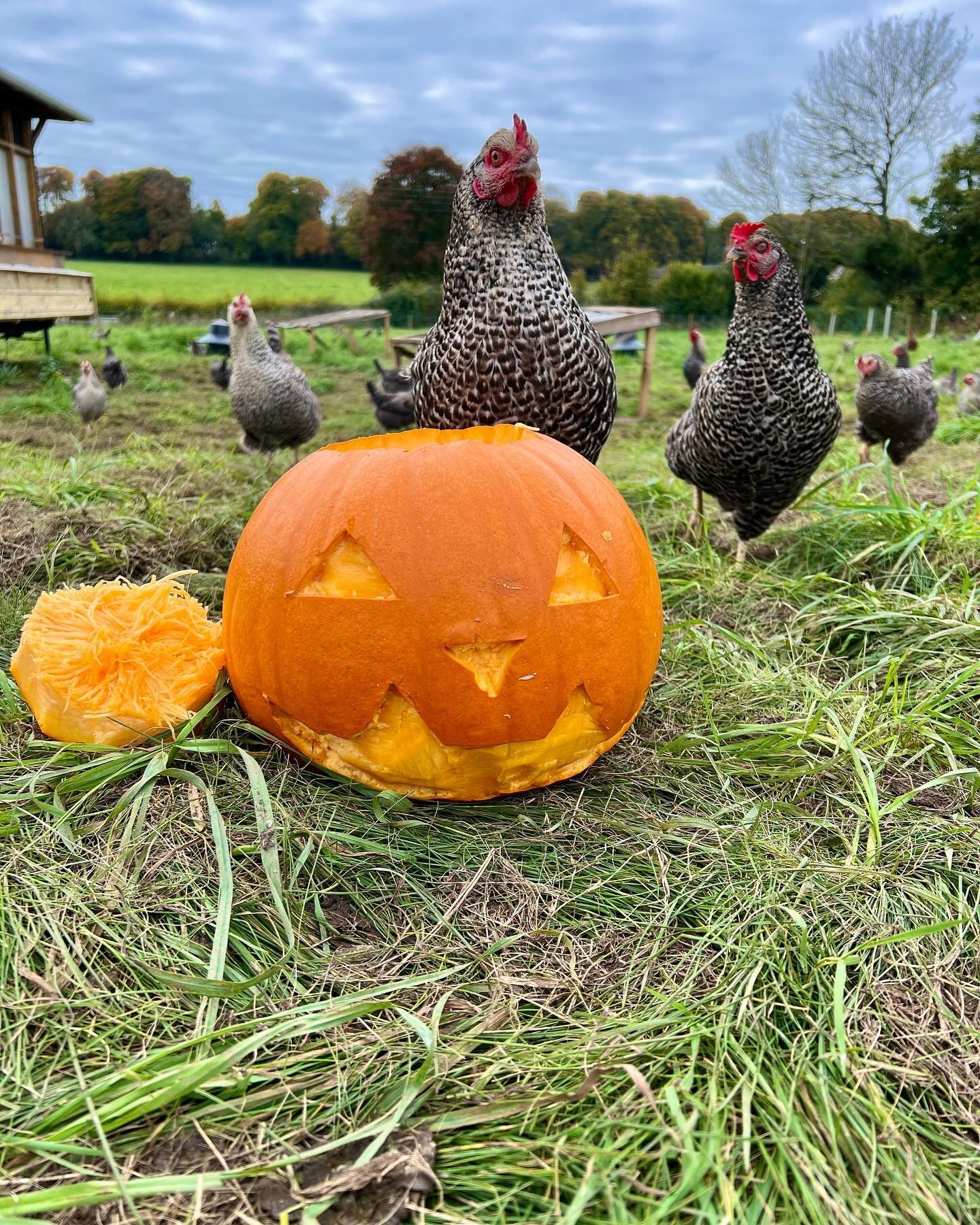 Happy Halloween/Samhain! 🎃 the hennies enjoyed carving their own pumpkin and I think they did a wonderful job! 🧡🧡🧡 #happyhens #womenwhofarm