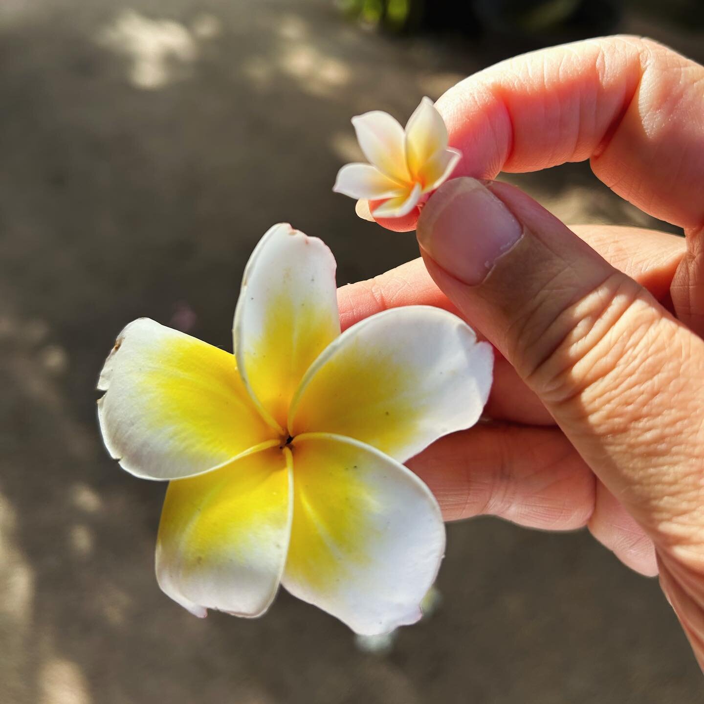 What flower reminds you of Bali?

From my first day in Bali over 23 years ago, the intoxicating sweet scent of Frangipani would welcome me back to this island paradise. 

Since then, I&rsquo;m always bending down down to pick a bloom off the ground o