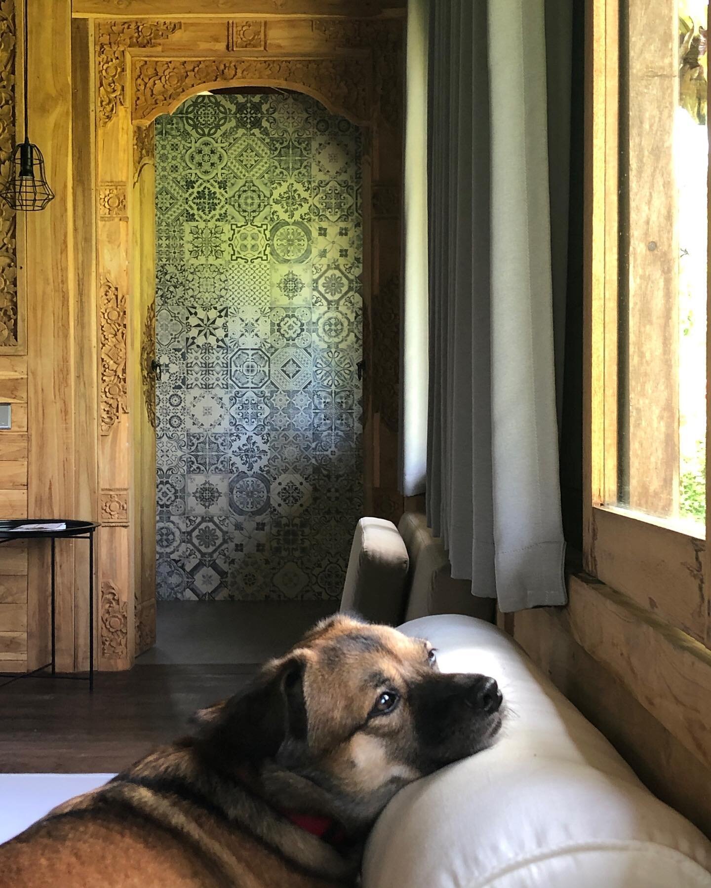 🐾 Como misses our recent guest, Catherine (Cat for short)!

✨Come spend a few nights with us in our luxurious Little Wooden Cottages.

💫 Follow us @littlewoodencottage

➕We are one of only a handful of premium and unique places to be featured on Ai
