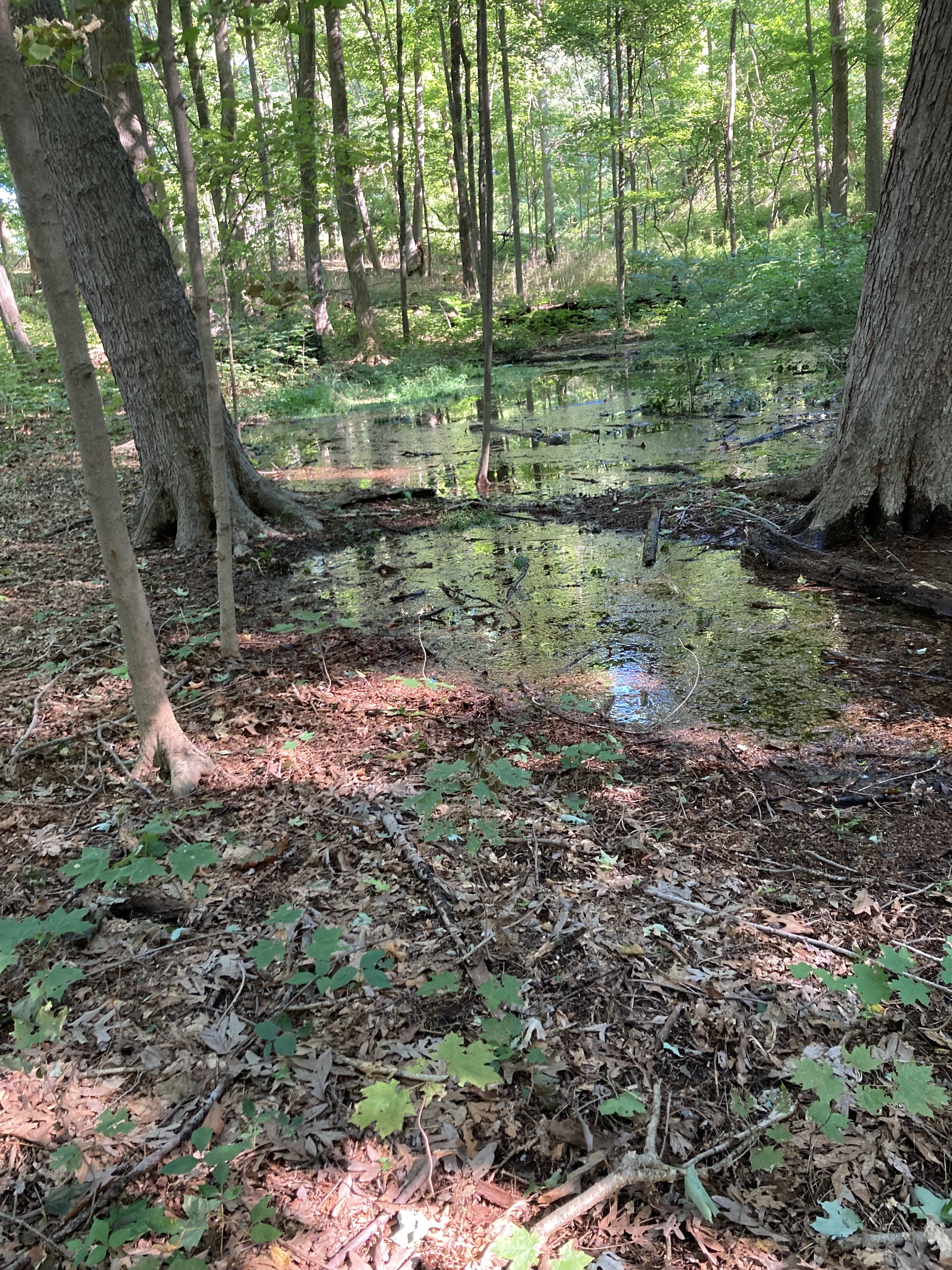 Drinking Water, Forests and Answers Beneath Your Feet
