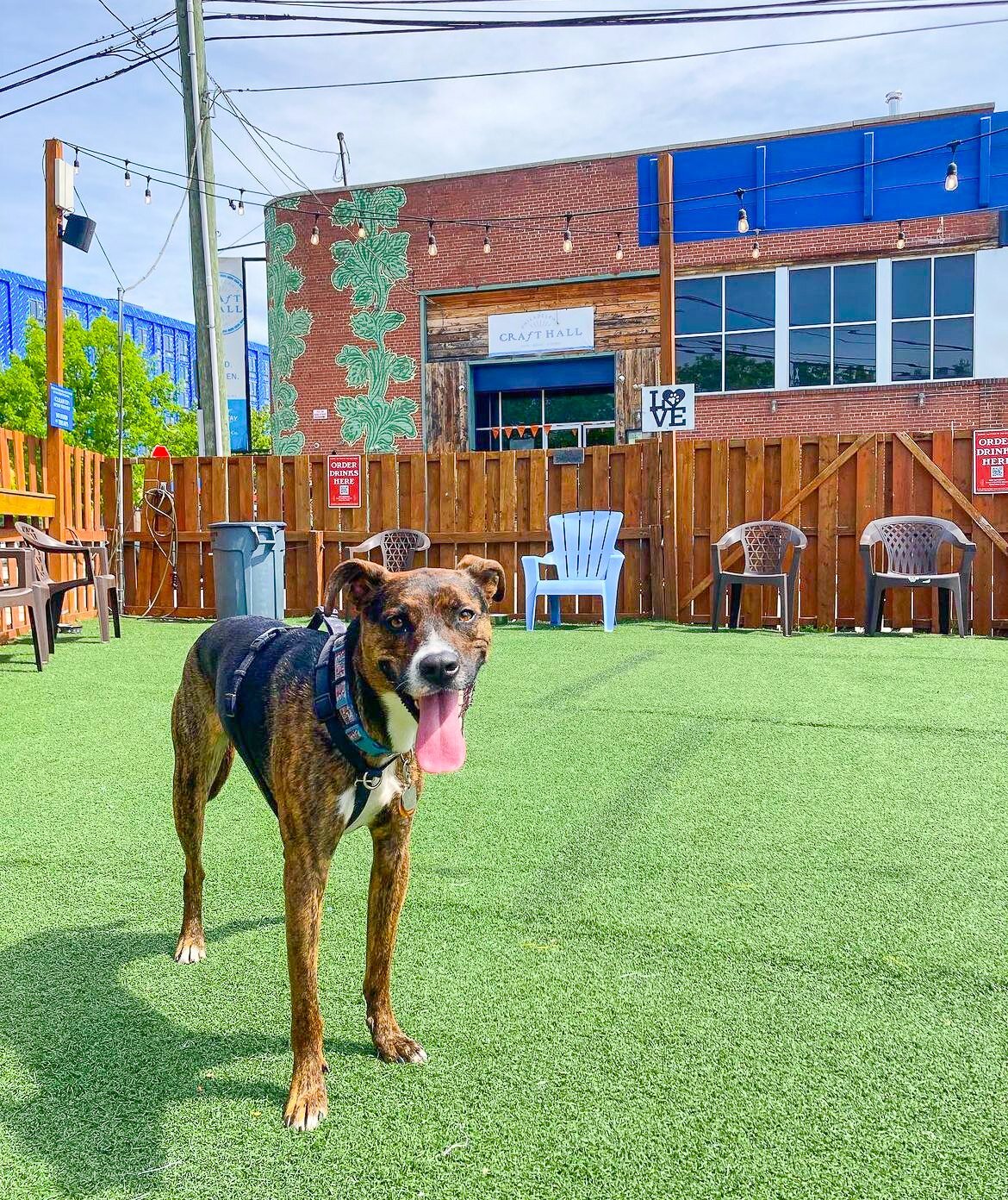 Its a perfect day to spend outside with the pups 🐩 🐶 🍻 
Stop in or make your reservations now!
@handsome.sansom.pup 📸 
 #phillybbq #phillyeats #phillydrinks #phillybrew #phillydogs #sixers #flyers #phillies #eagles #phillylove #phillyfun #discove