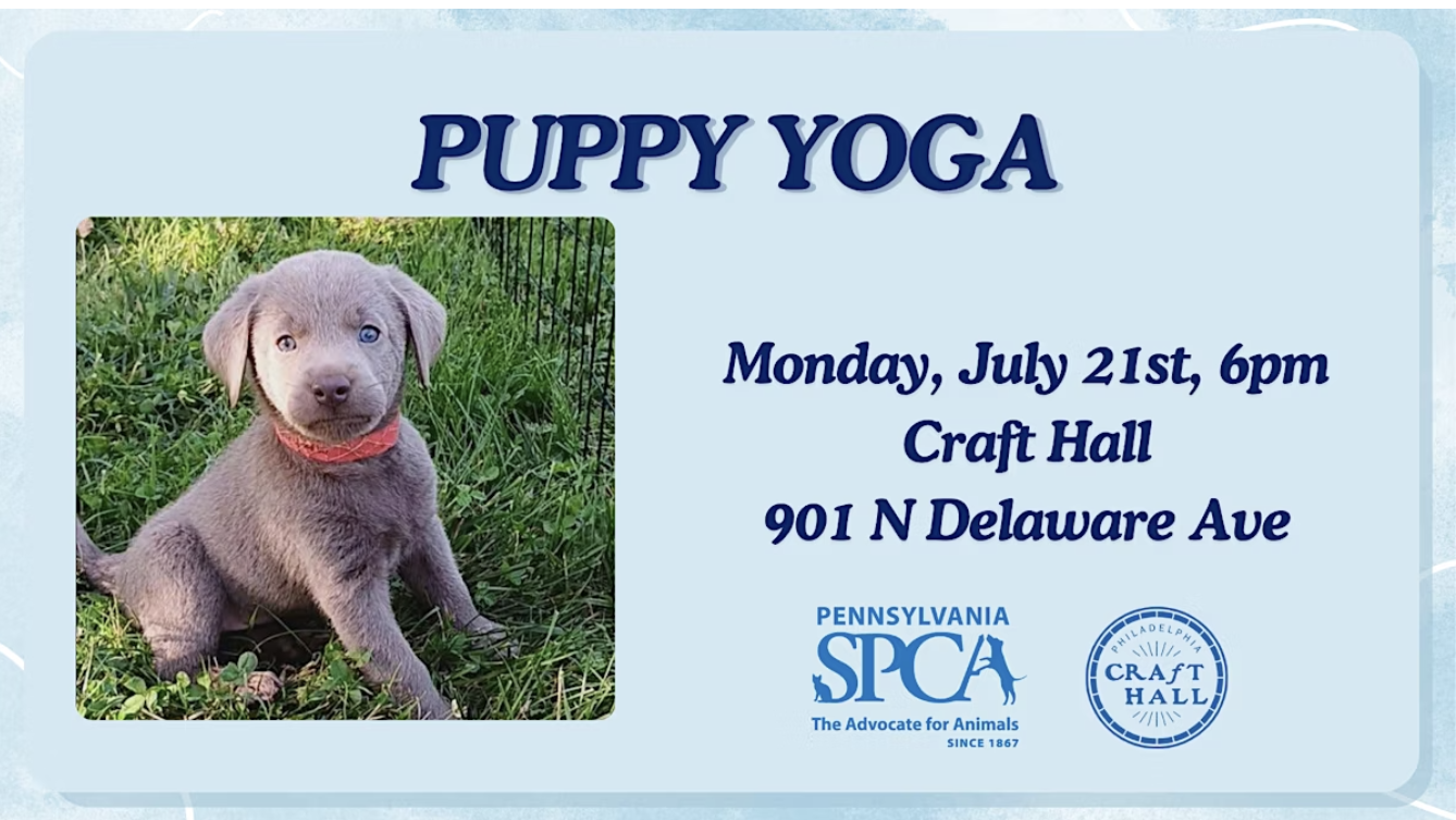 Lab Puppy Yoga to benefit the Pennsylvania SPCA