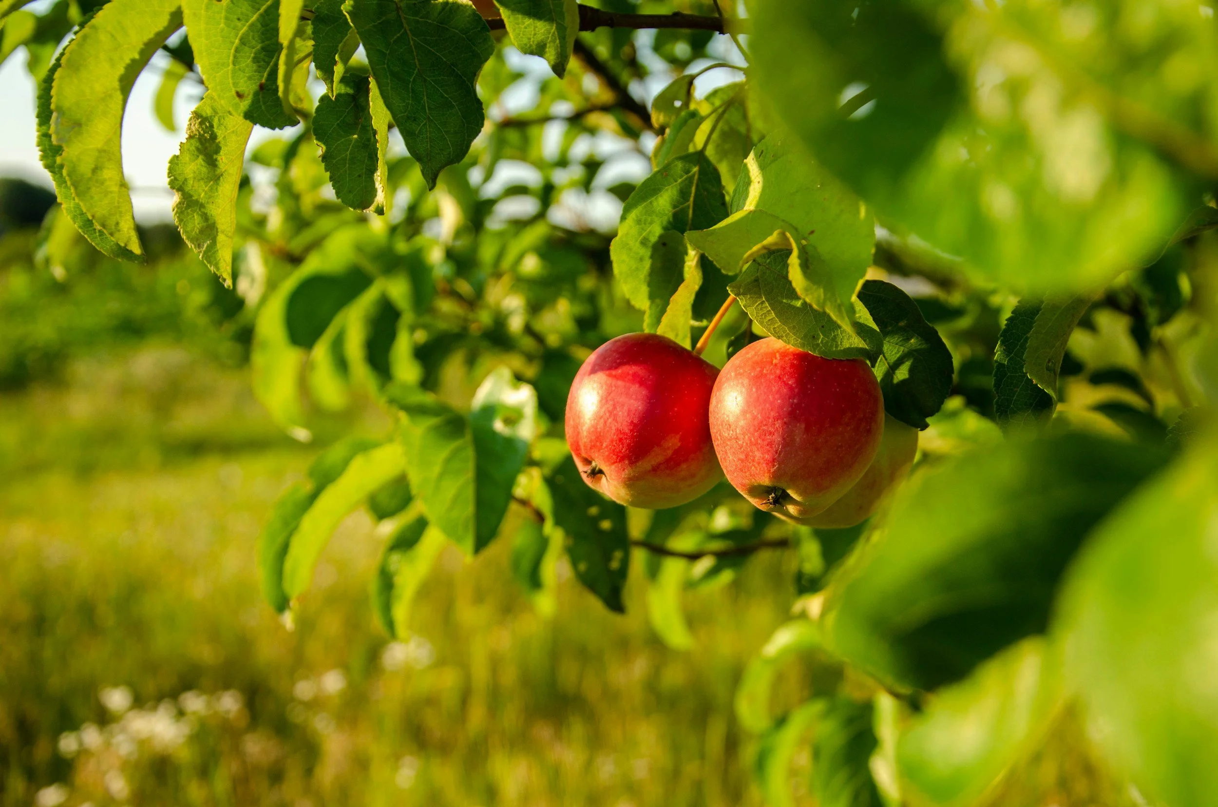 Parents Group: Apple orchard