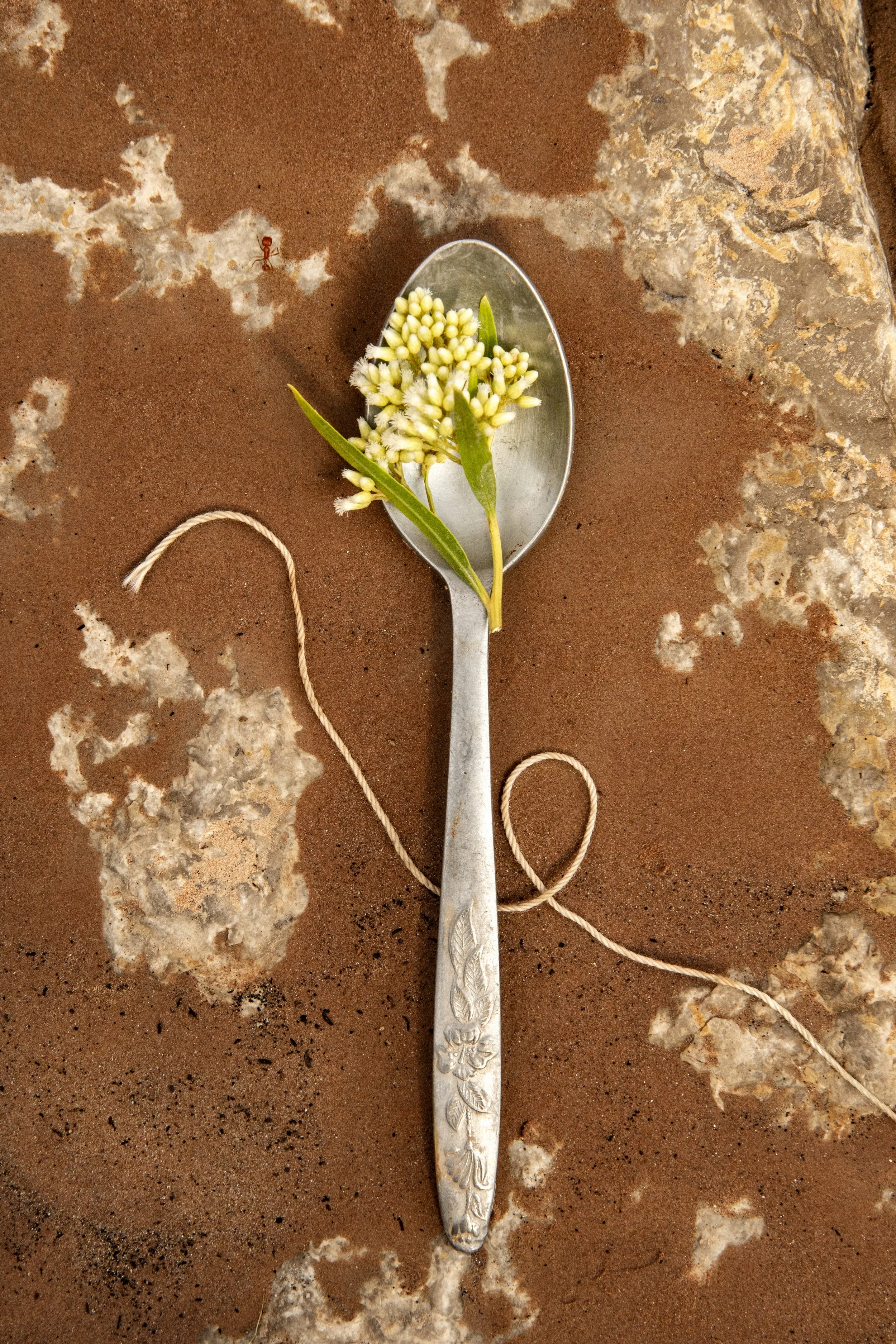 BestardWOM2021NovRAW01BaccharisSpoonwithString&FireAntFLAT.jpg