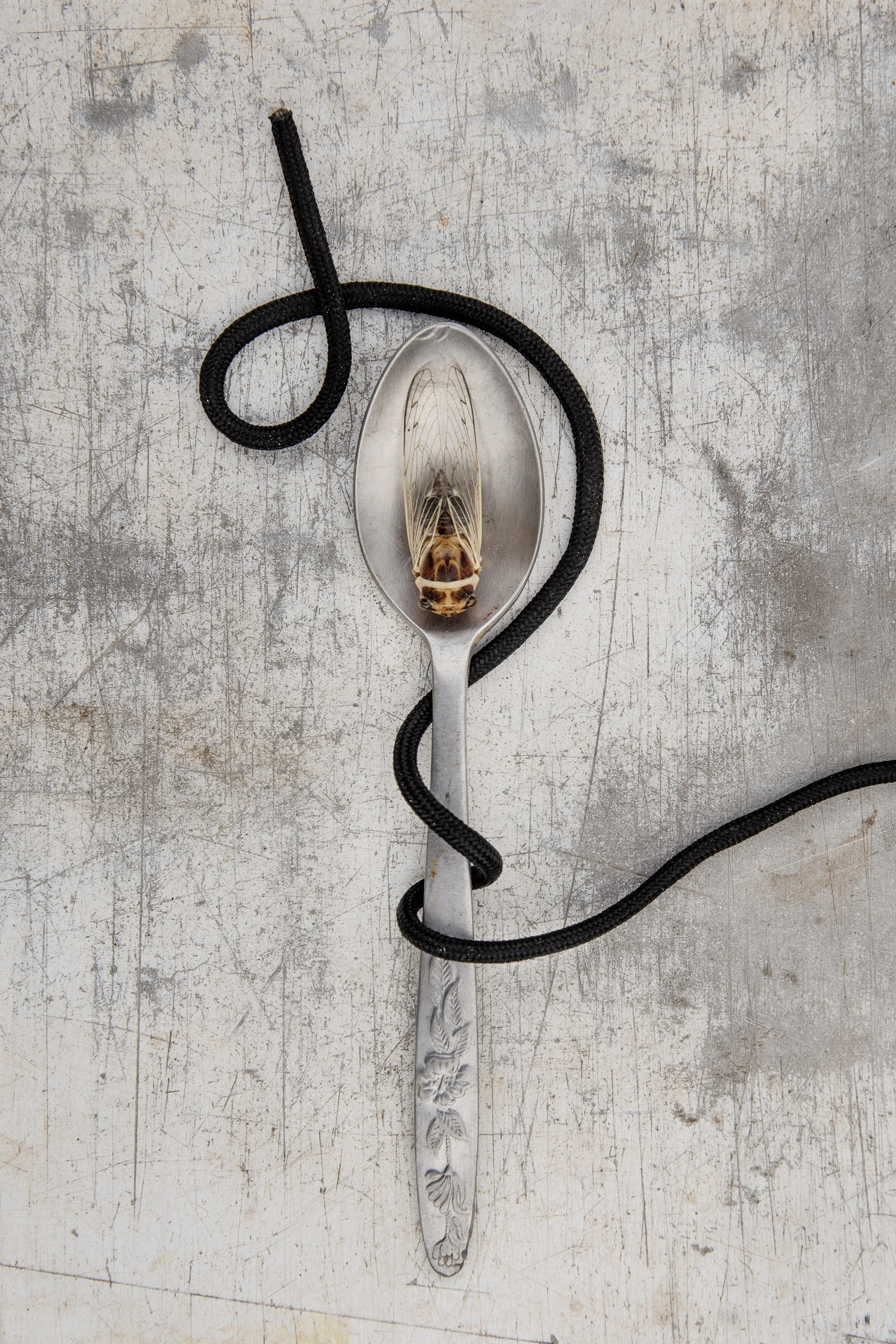 BestardWOM2021NovRAW08CicadaSpoonwithBlackP-CordonSidebox.jpg