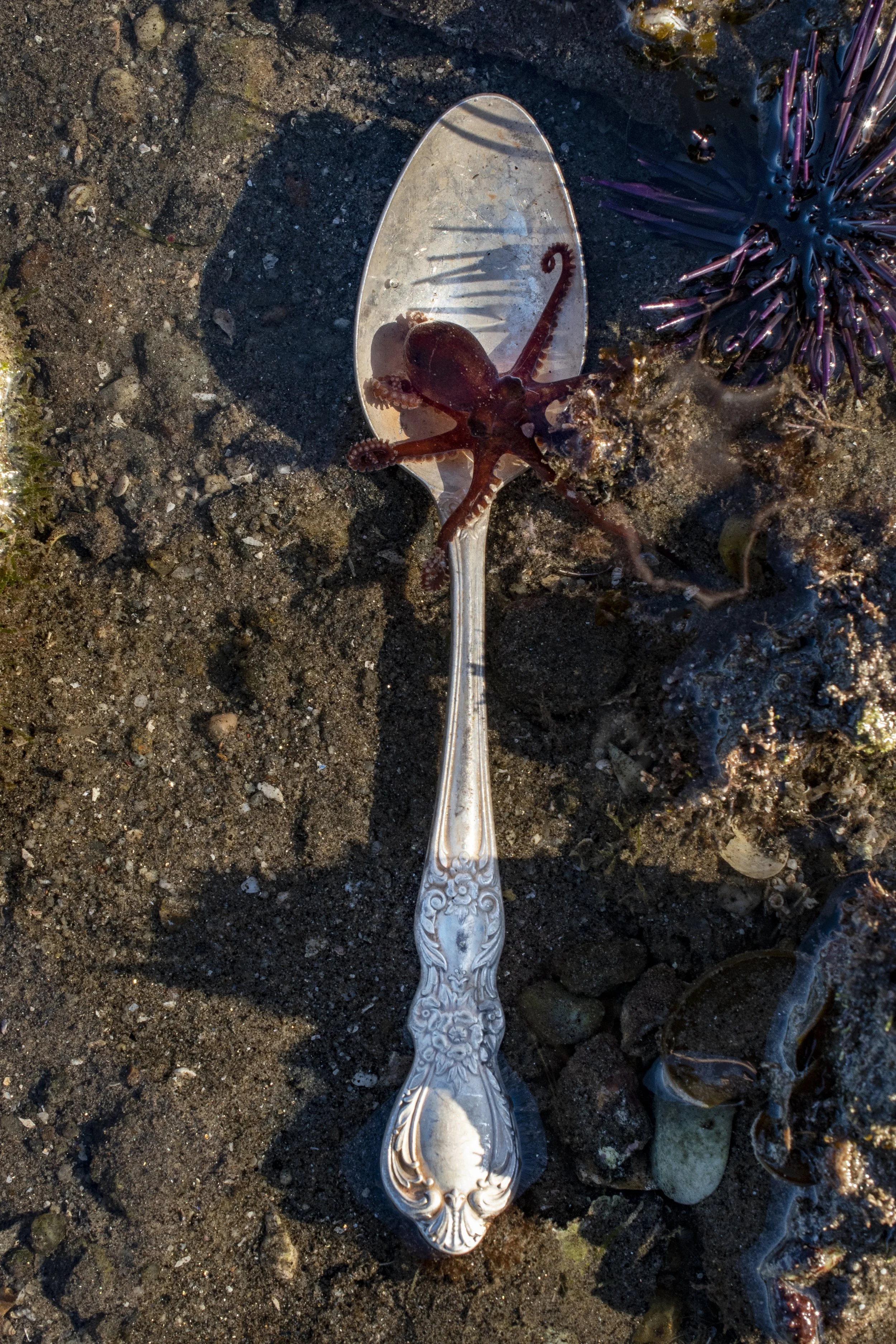 OctopusSpoonBaja2022WaterPRINT.jpg