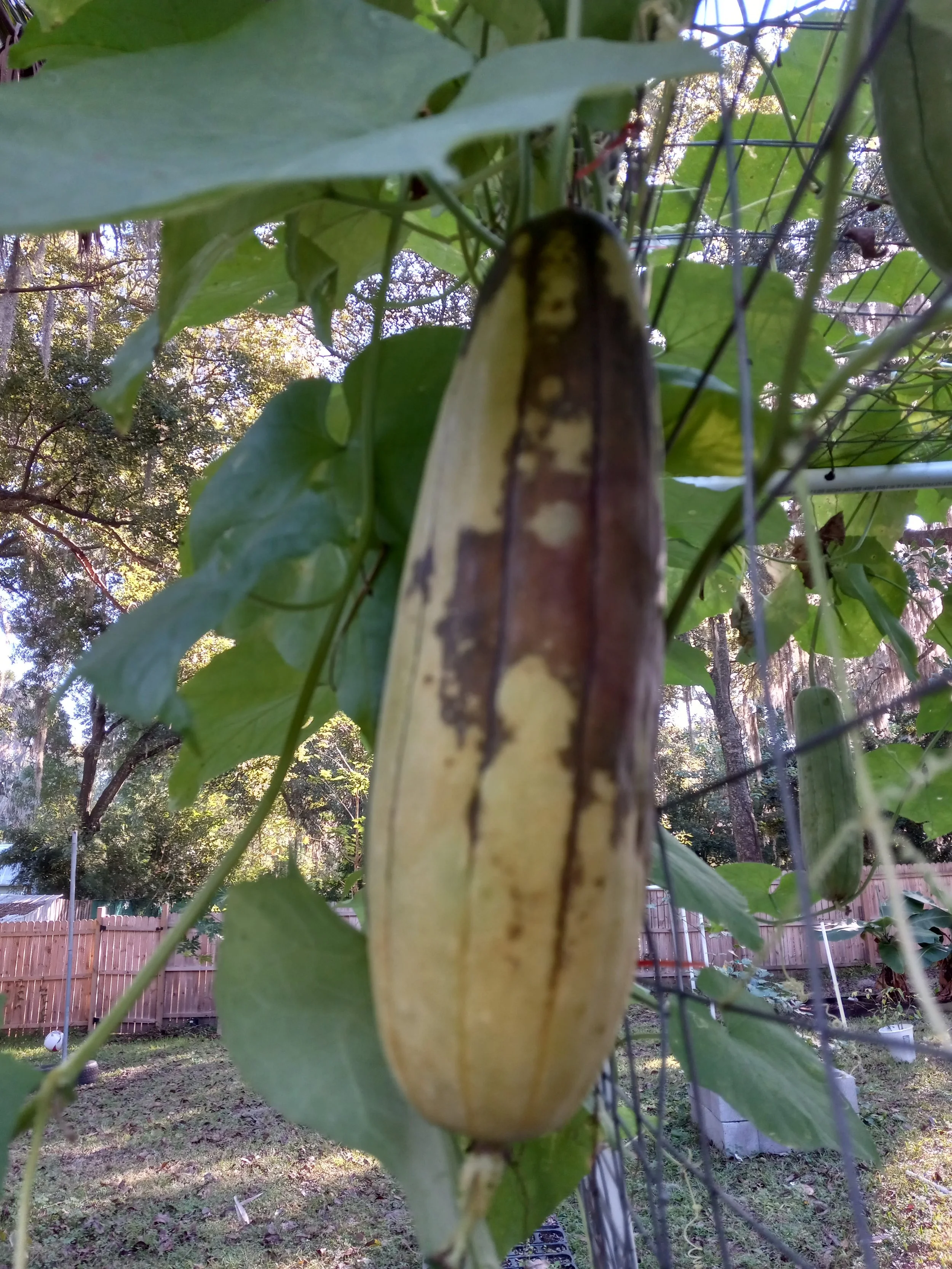 Not yet! Not yet! Resist the urge to harvest luffa gourds early. The skin will be easier to peel and seeds will have had the chance to develop to maturity... with just a little patience. 