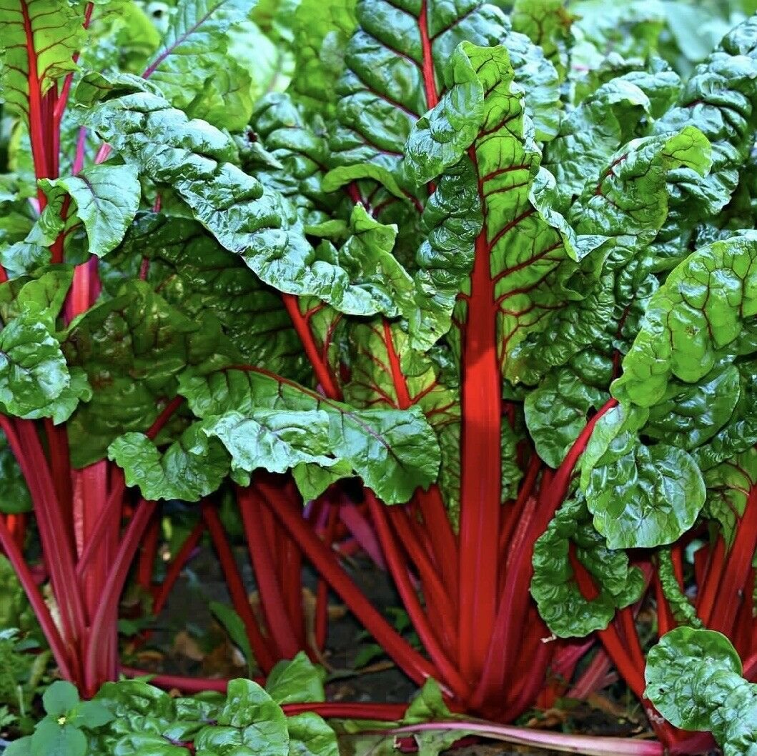 Swiss Chard_Ruby Red.jpg