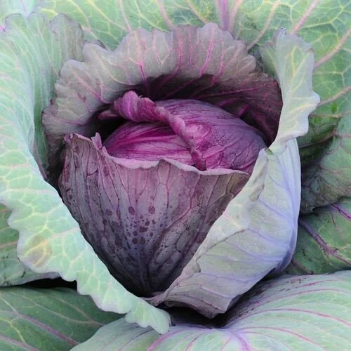 Red Acre Cabbage