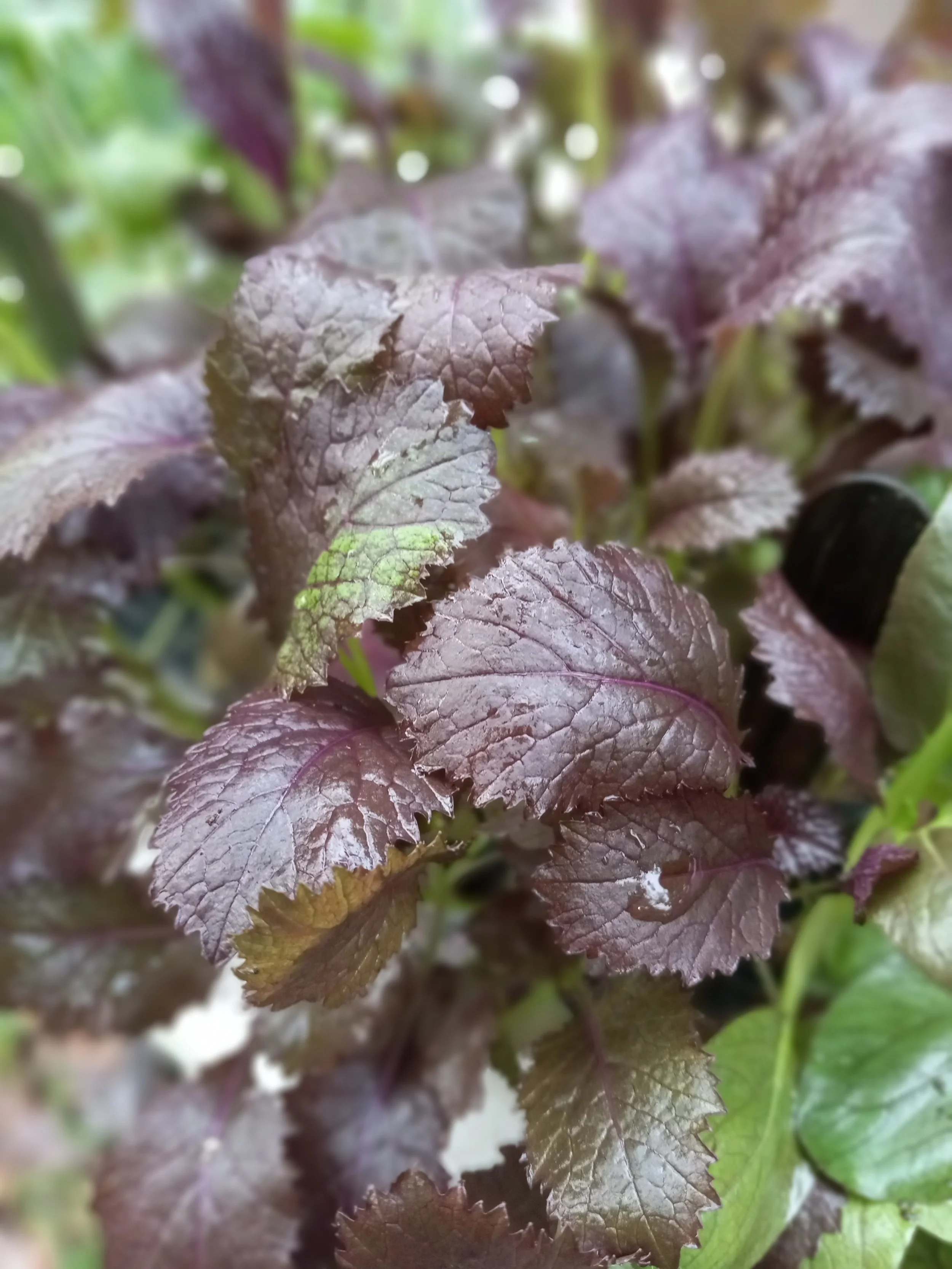 Mustard Green Microgreens