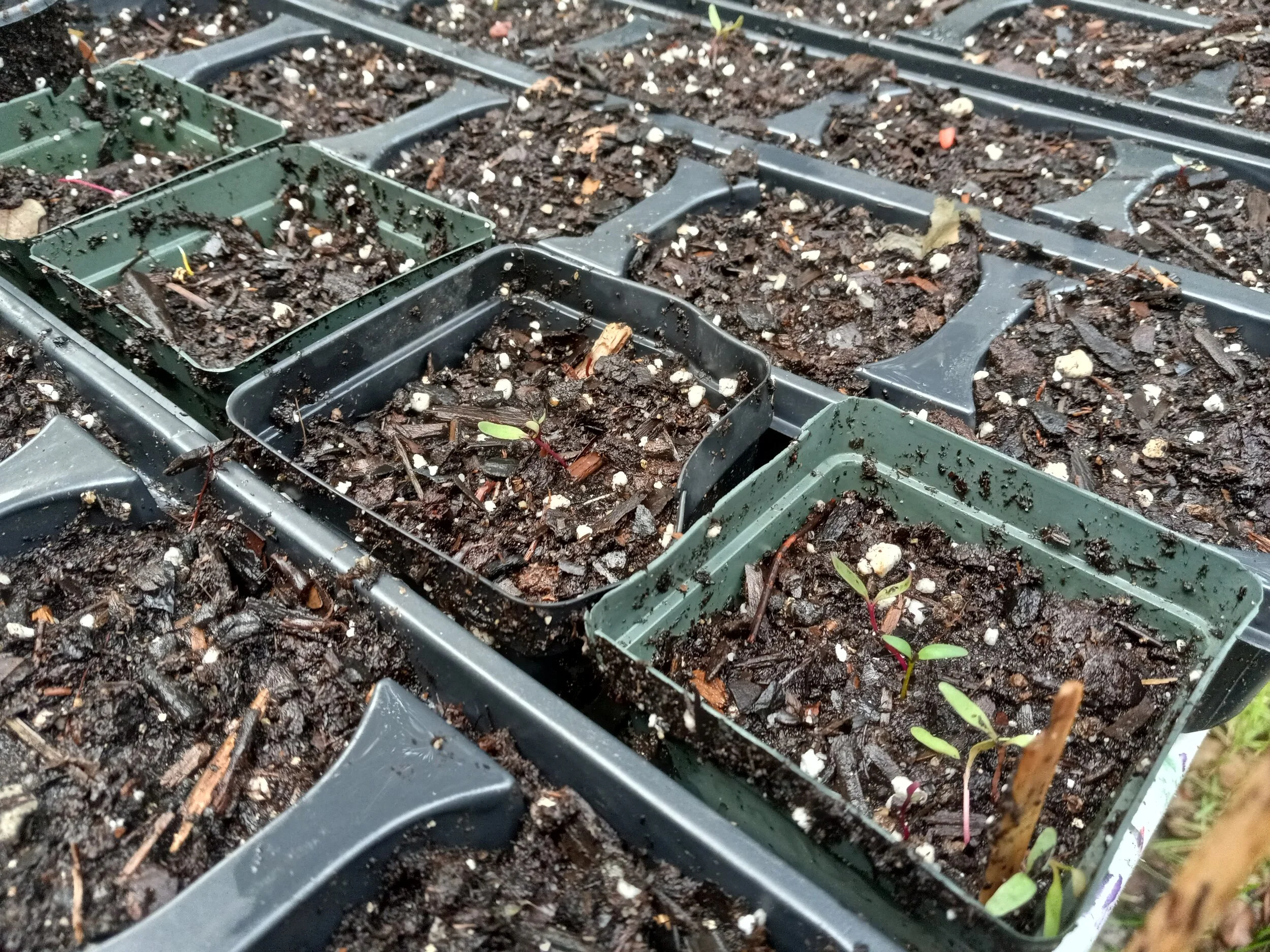 Fall garden seeds.jpg