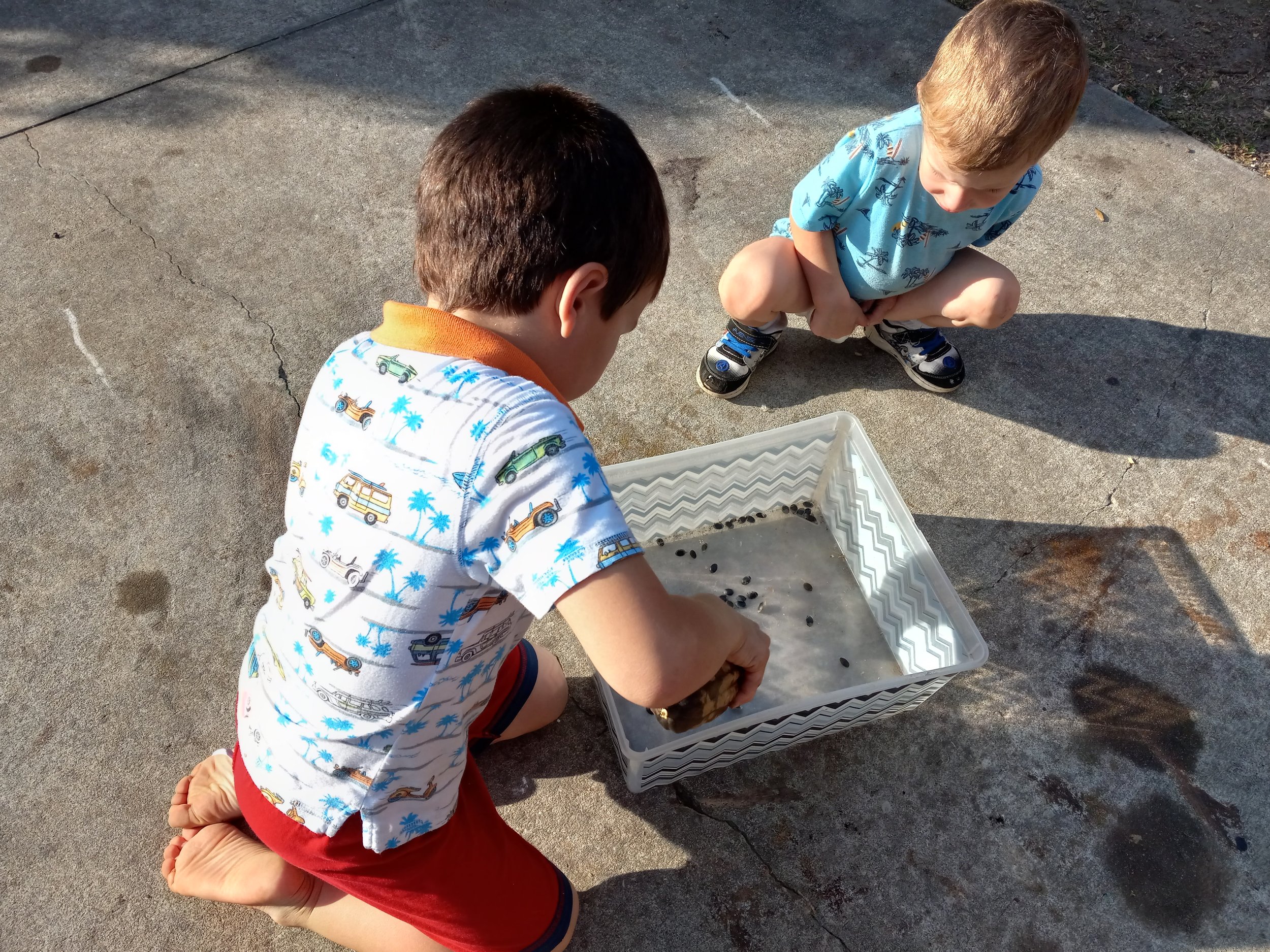 Harvesting luffa seeds... with some help.