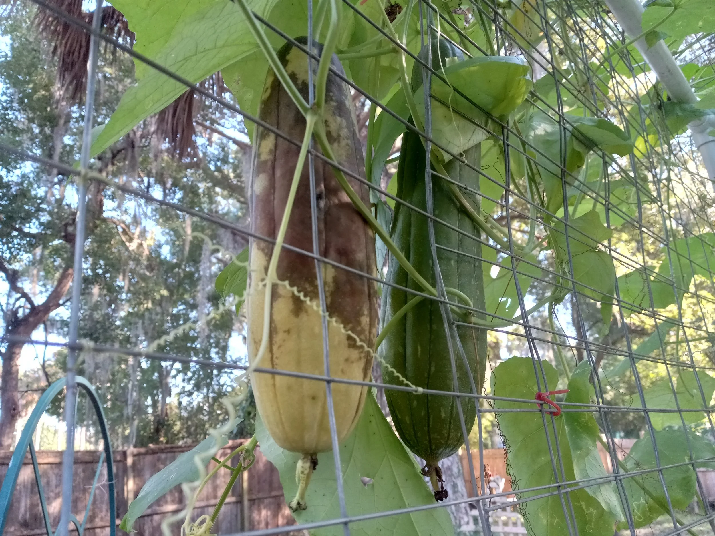 Almost ready! Luffa's gourds grown for the fibrous sponge should be allowed to brown on the vine. This will make removing the skin much easier!