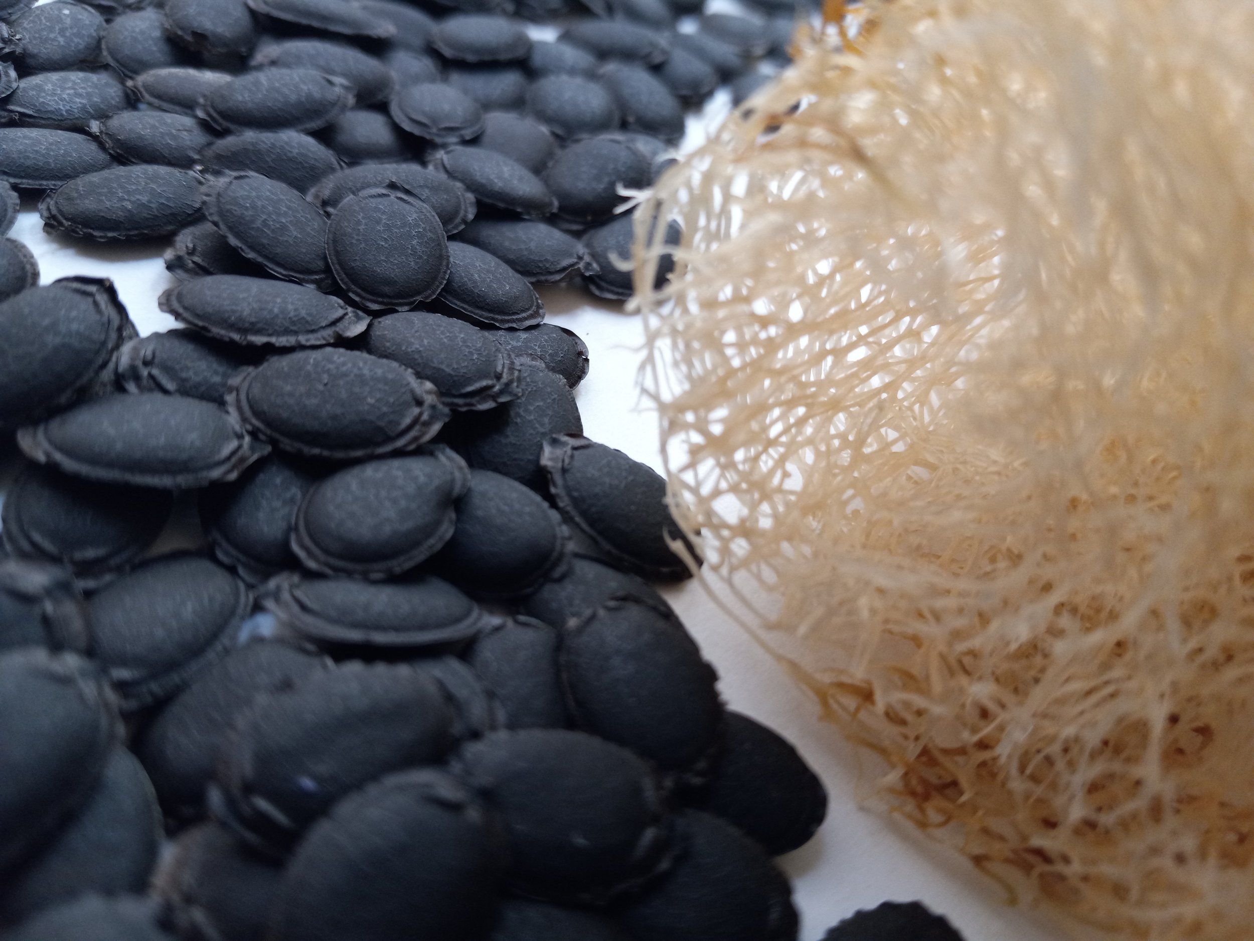 Luffa Seeds and Sponge