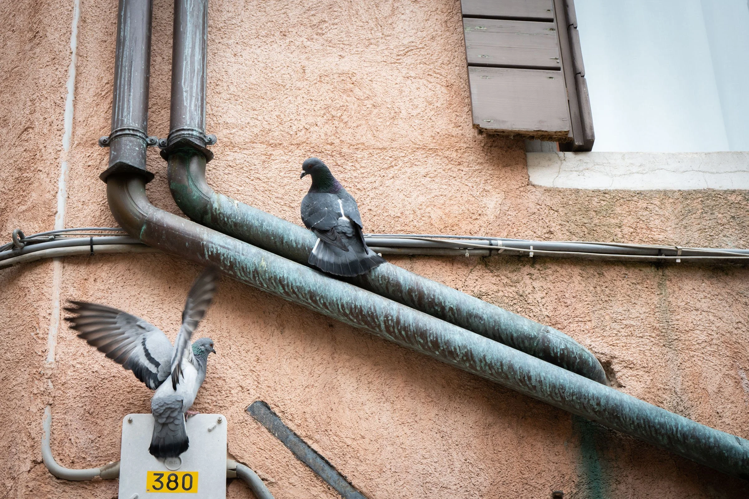 Vencie D2 (10 of 14).jpg