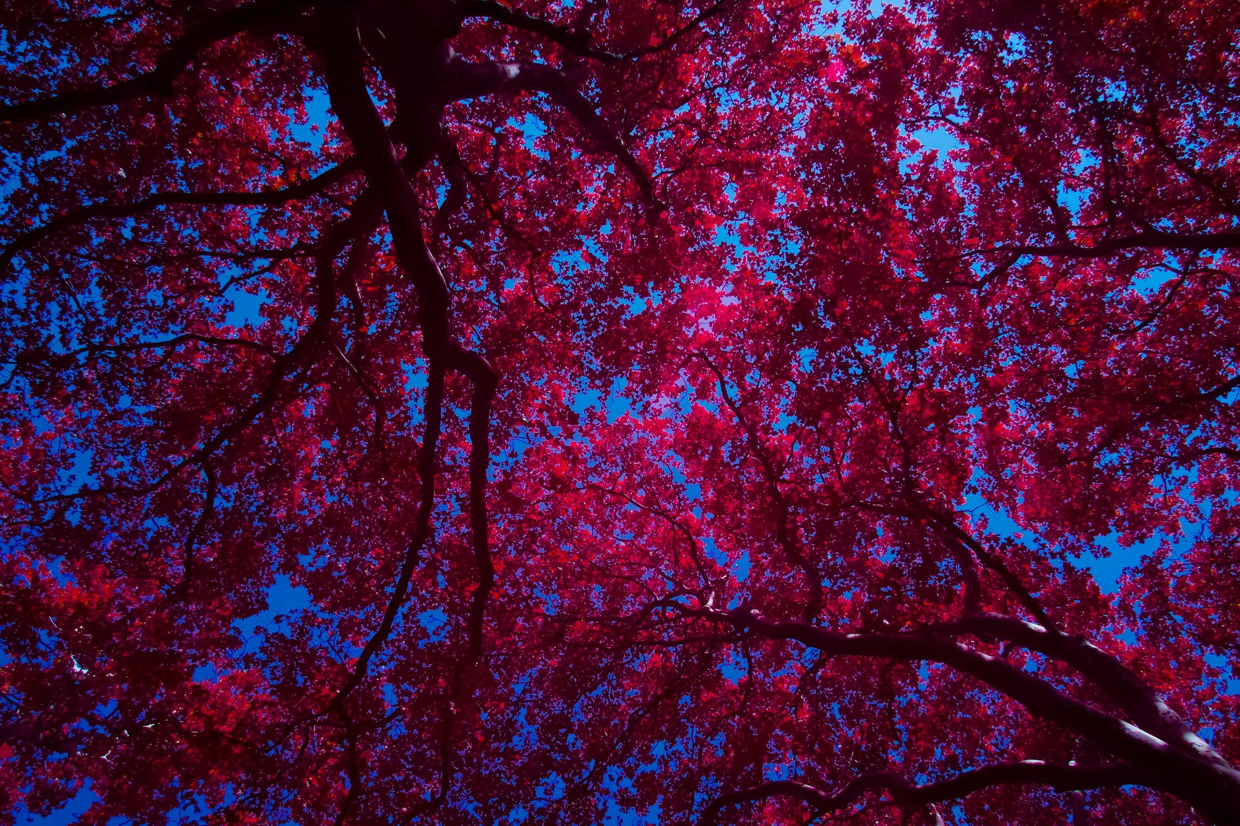 Garden Infrared (18 of 23).jpg