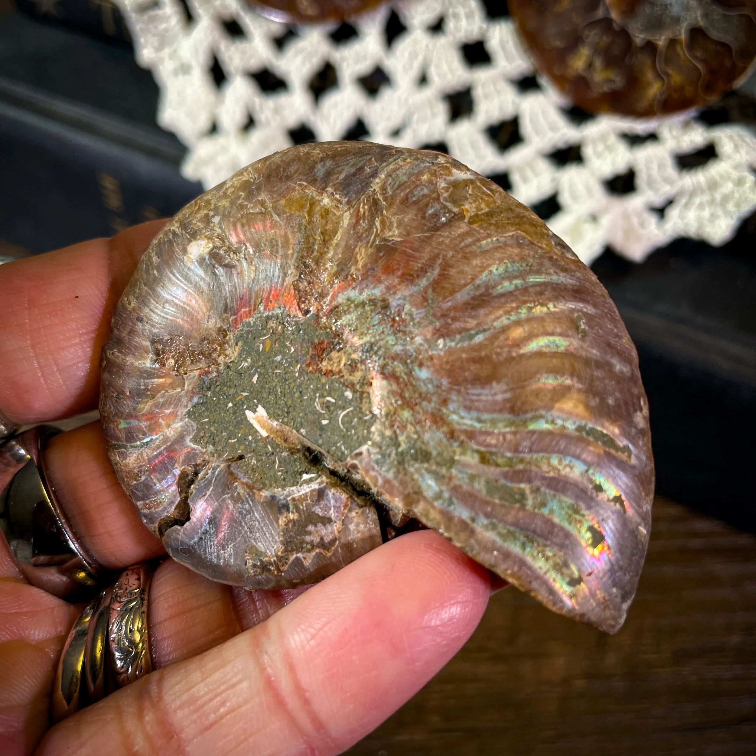 Ammonite A1.jpg