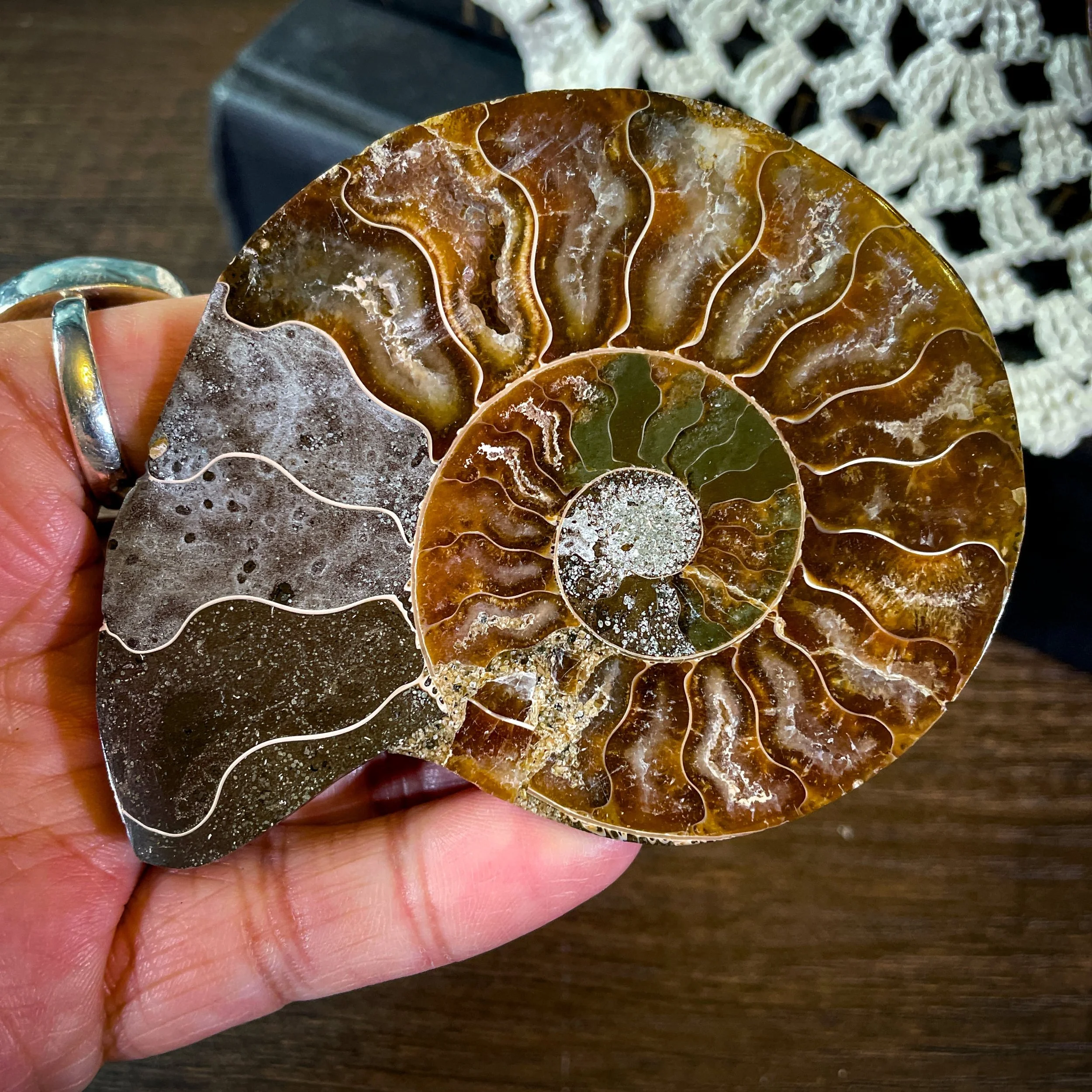 Ammonite B2.jpg