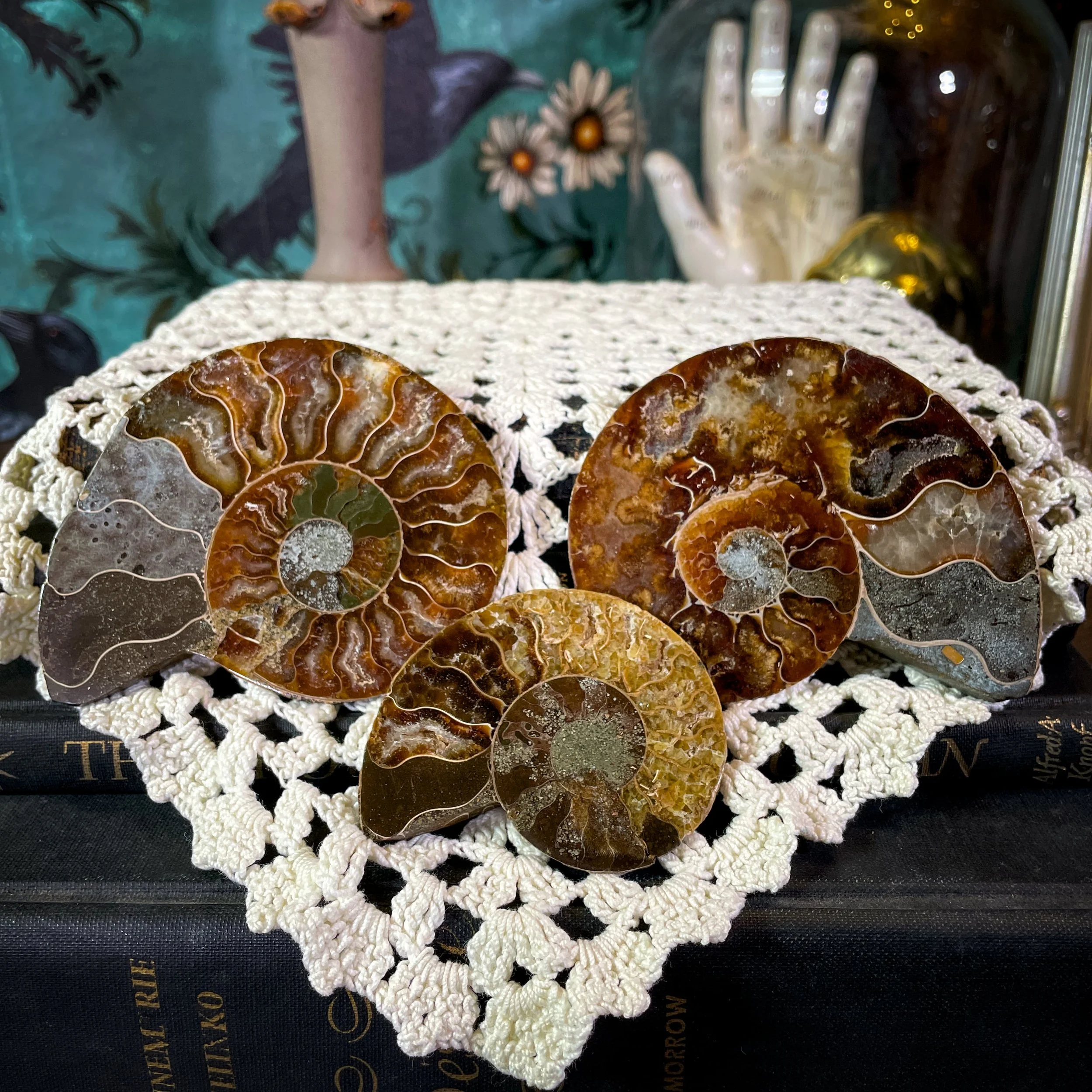 Ammonites 1.jpg