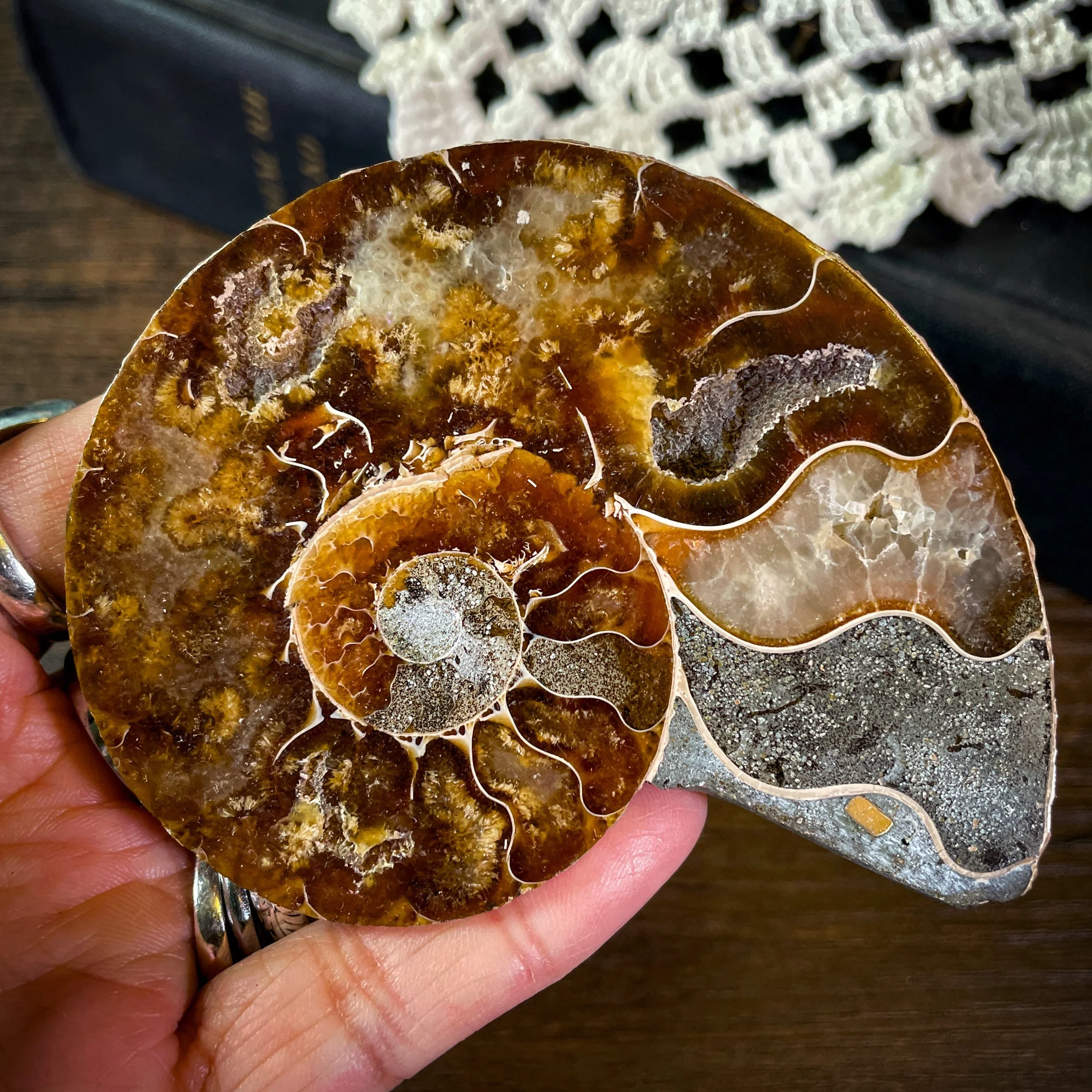 Ammonite C2.jpg
