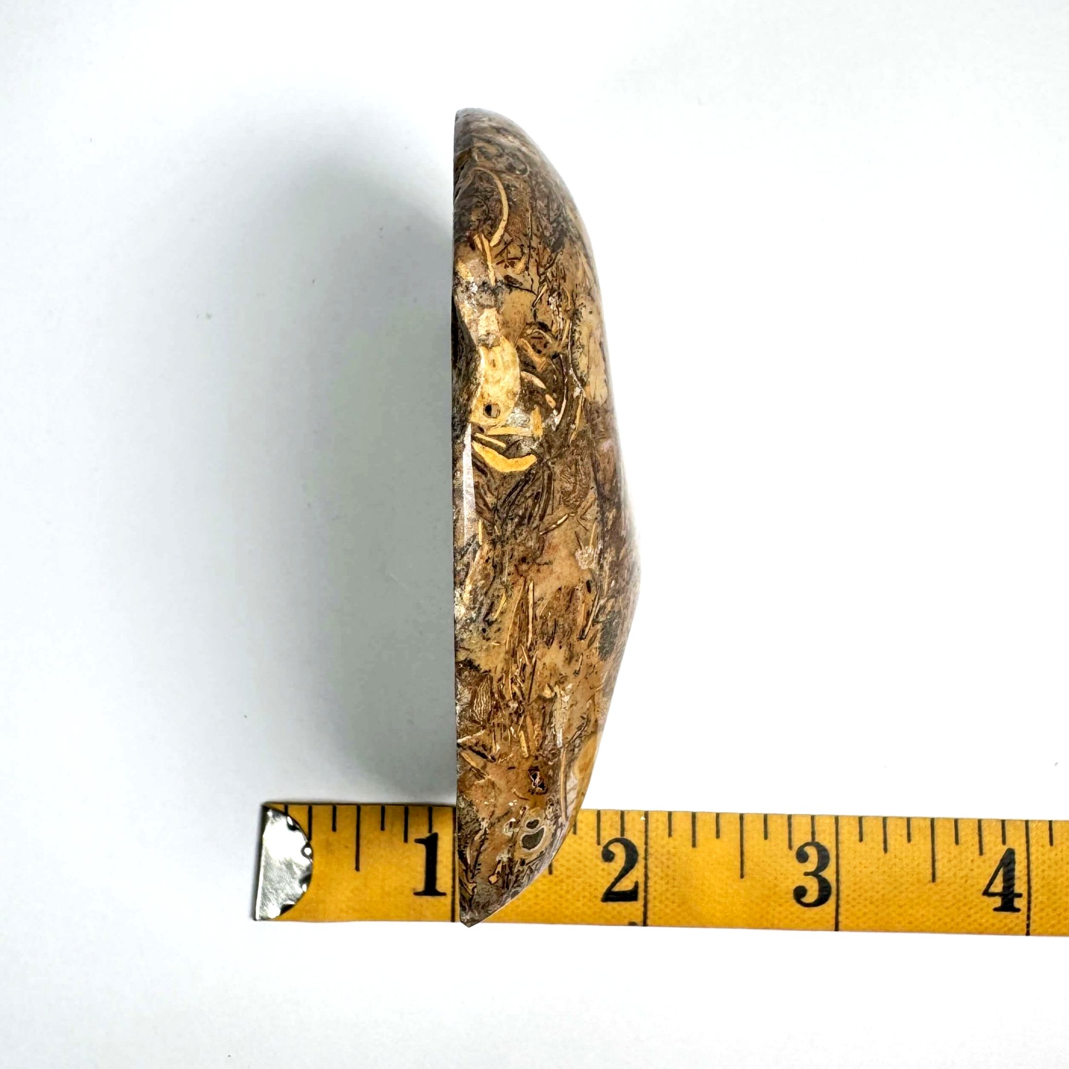 Fossil+Standing+-1.jpg