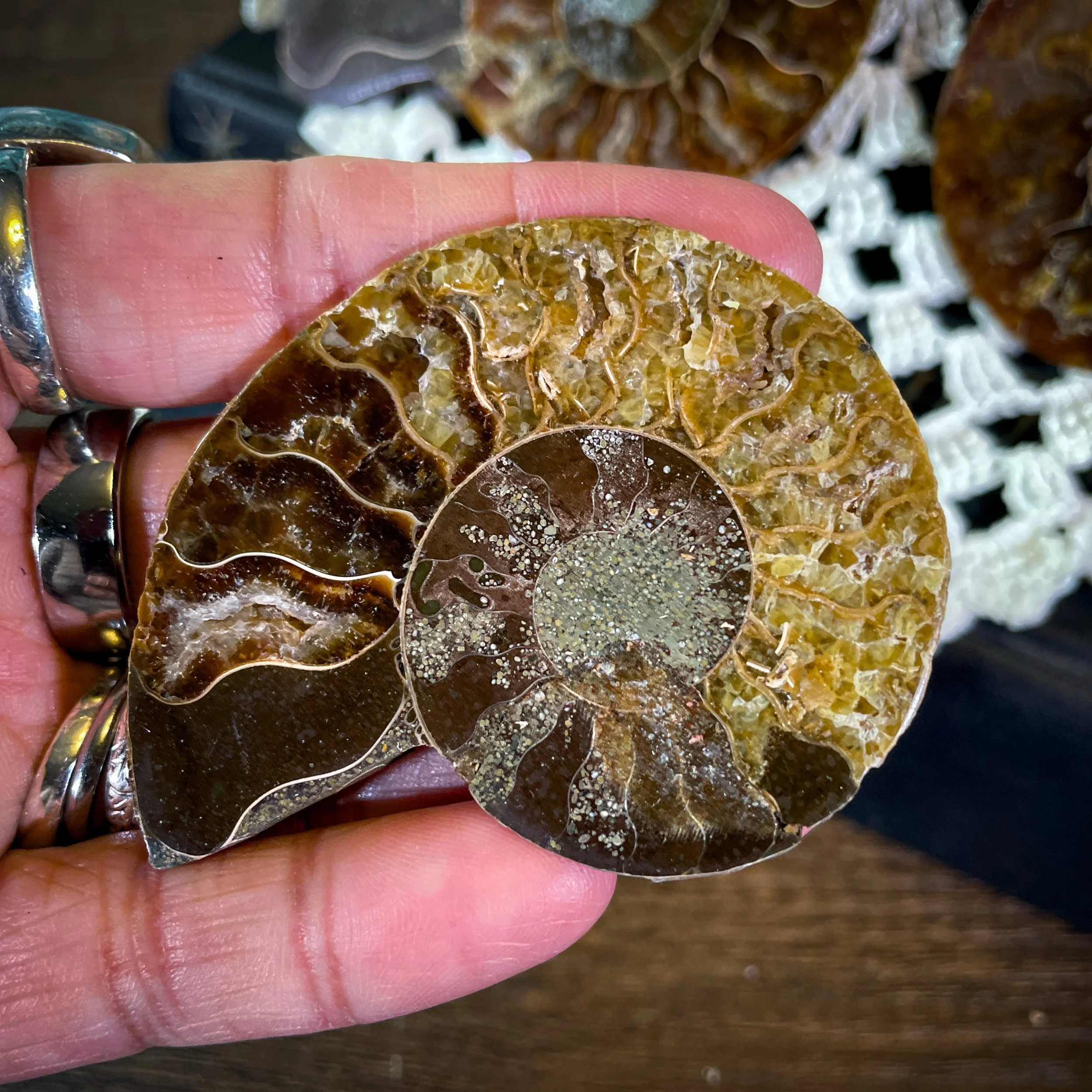 Ammonite A2.jpg