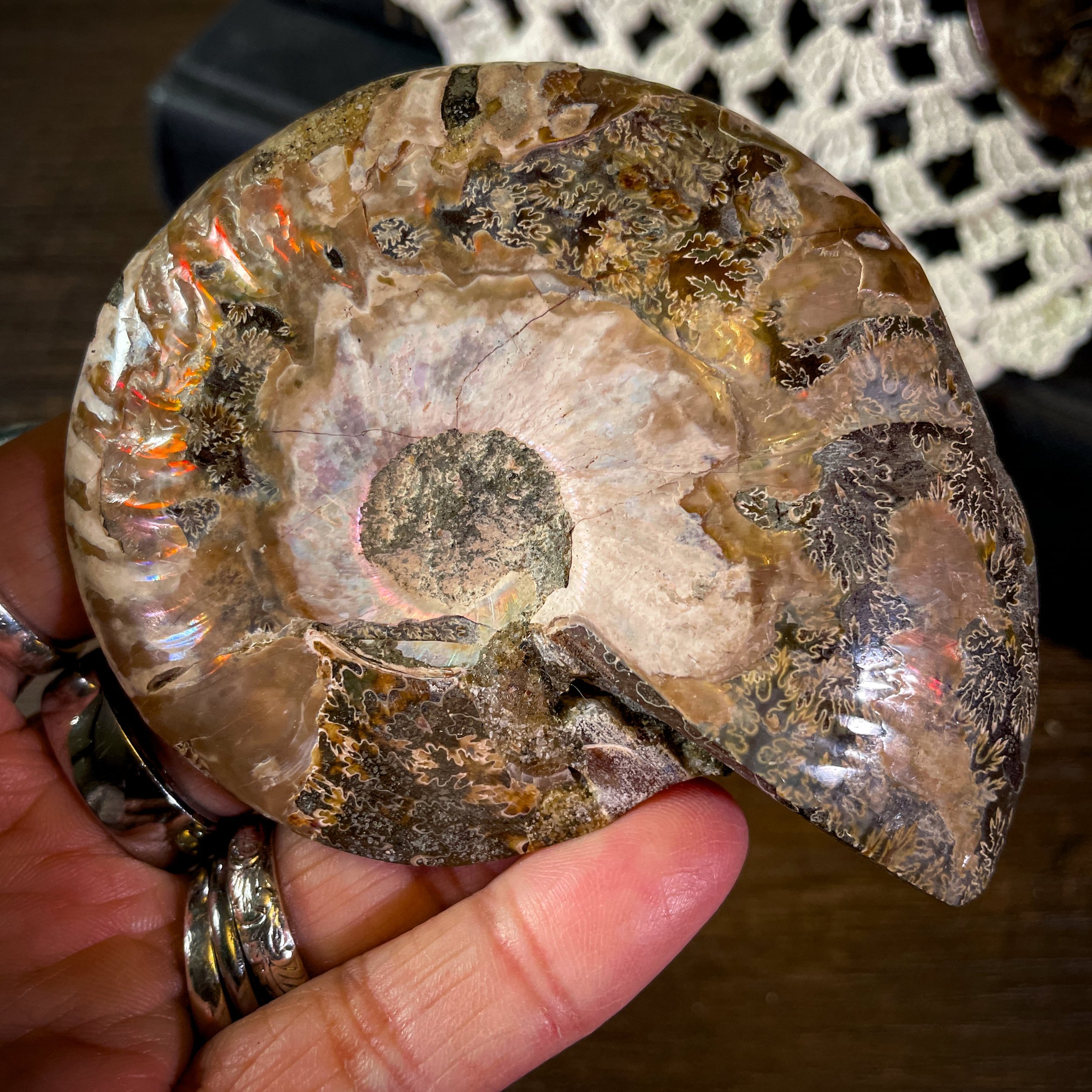 Ammonite B1.jpg
