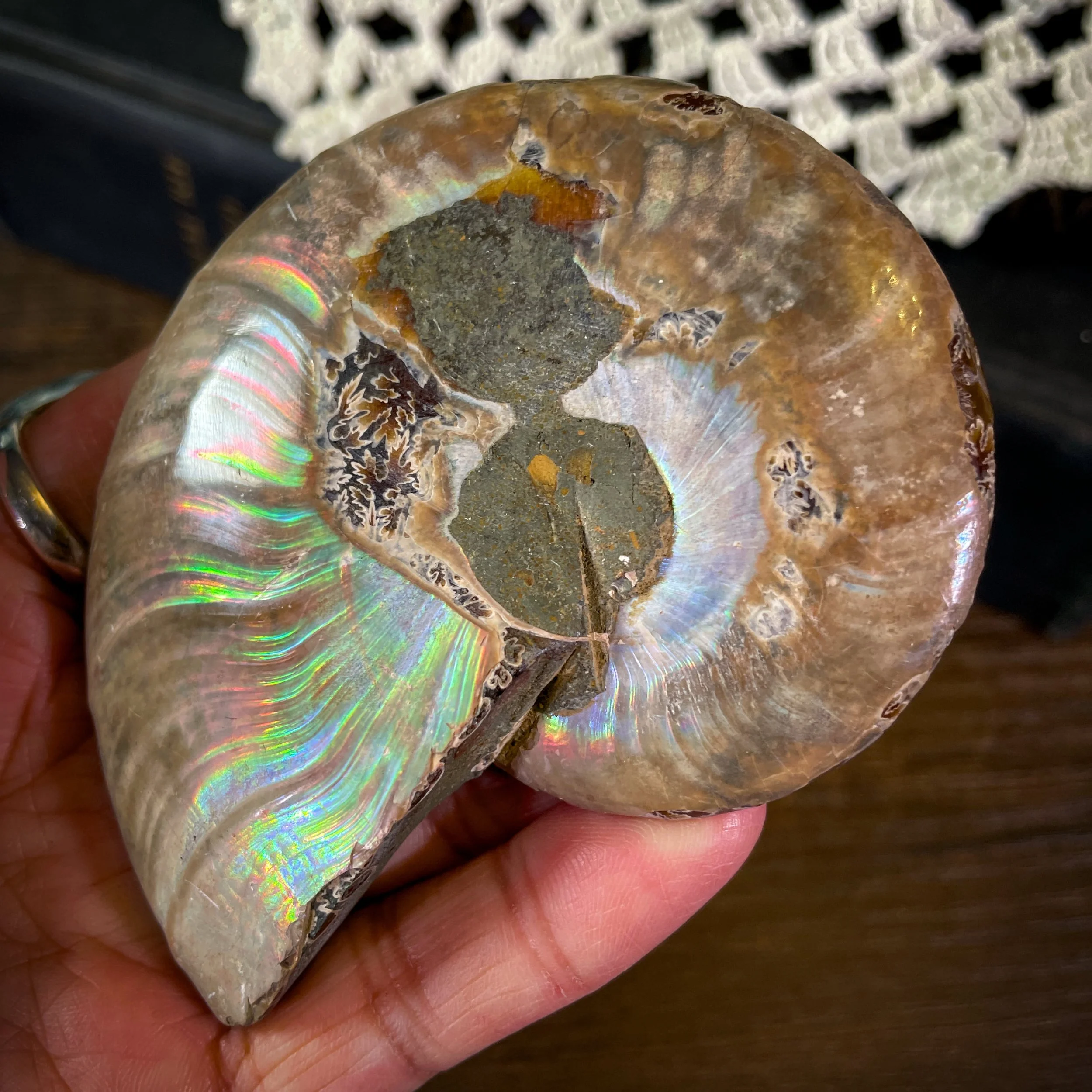 Ammonite C1.jpg