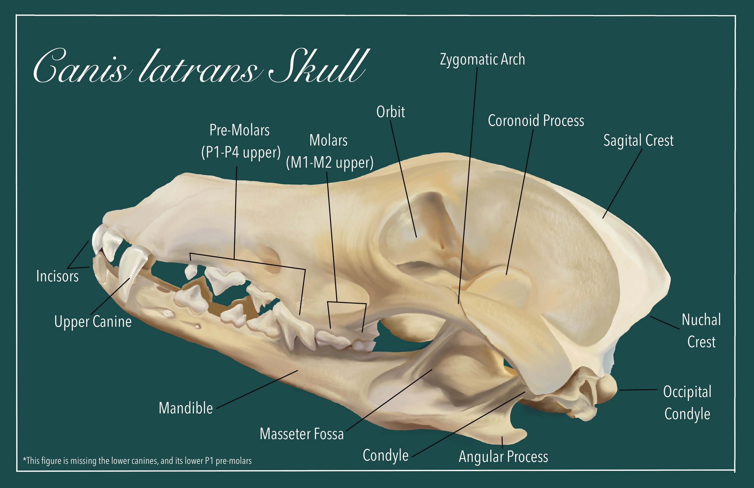 Coyote Skull labeled (2022)
