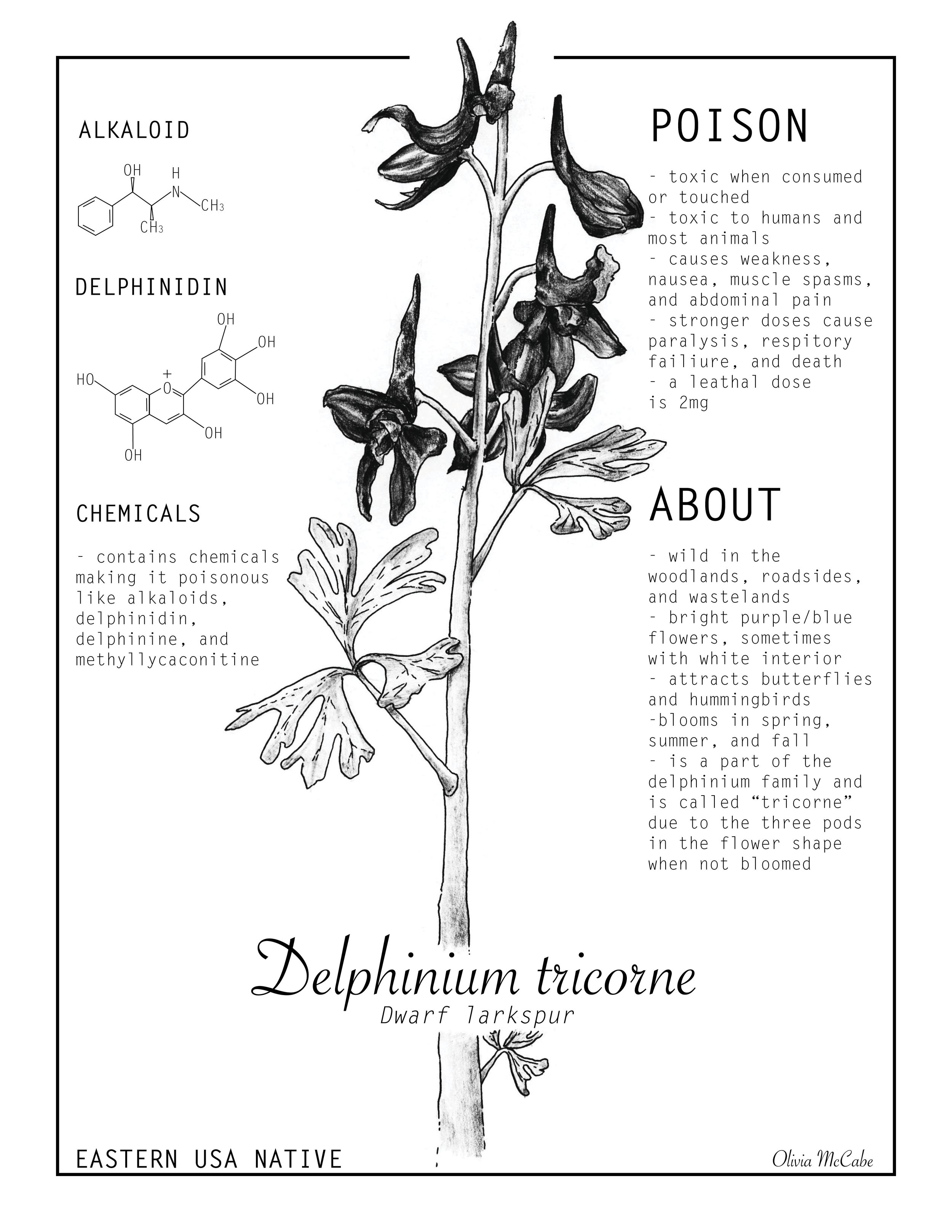 Delphinium tricorne (2023)