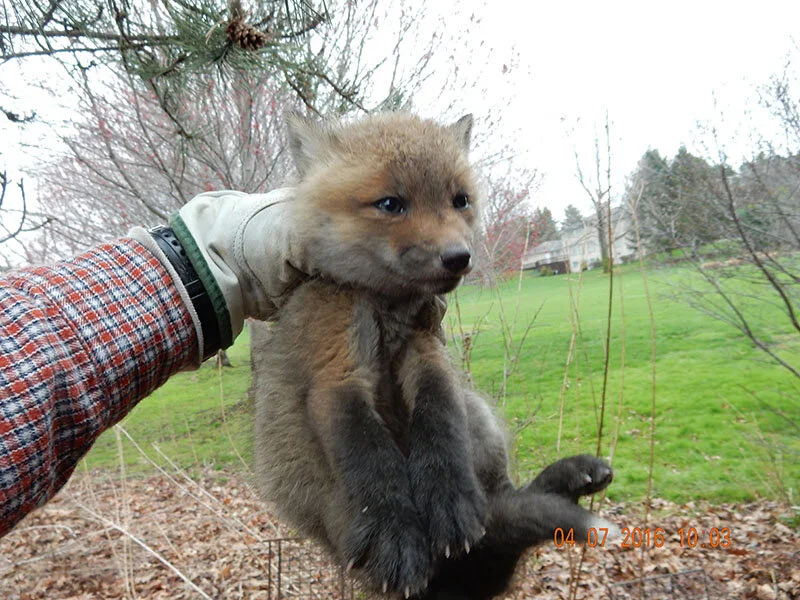 sedated red fox