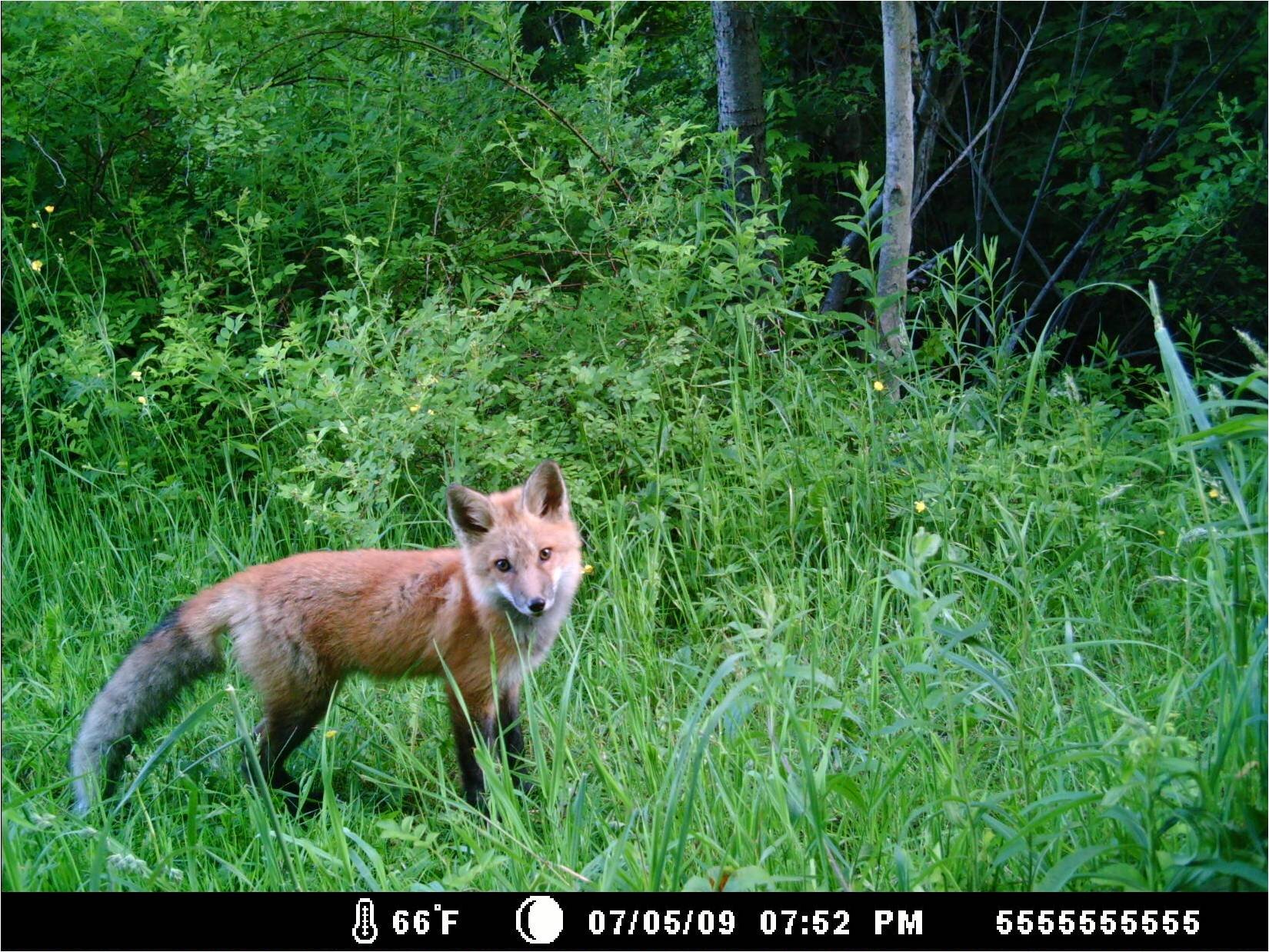 young-red-fox.jpg
