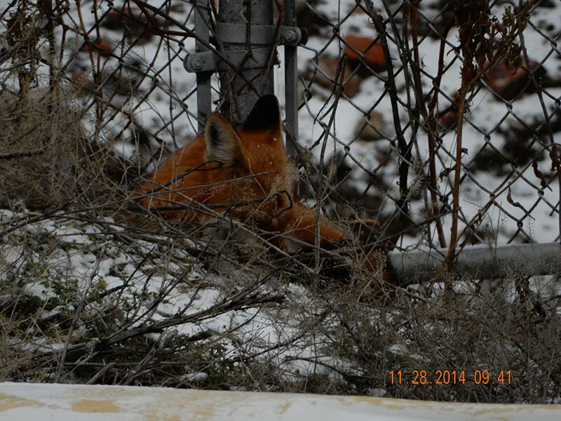 fox napping by fence