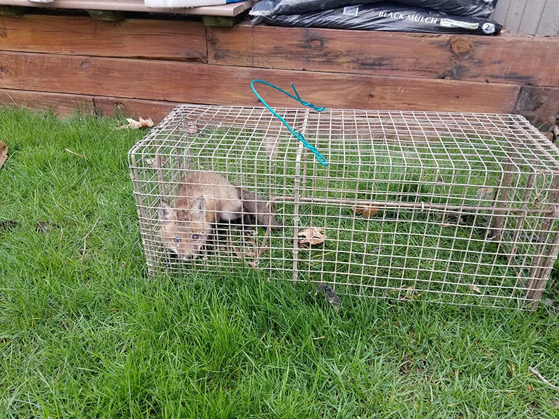 fox in cage trap