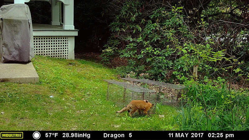 fox in cage trap
