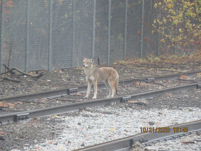 coyote on train tracks