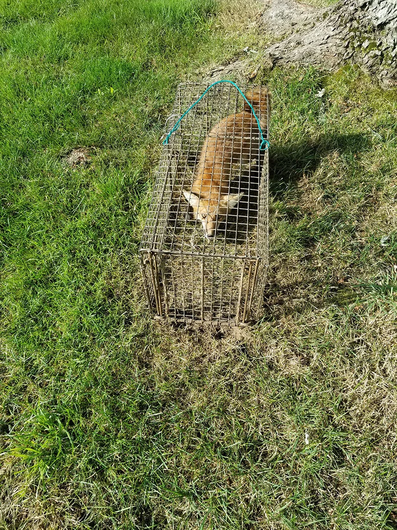fox in cage trap