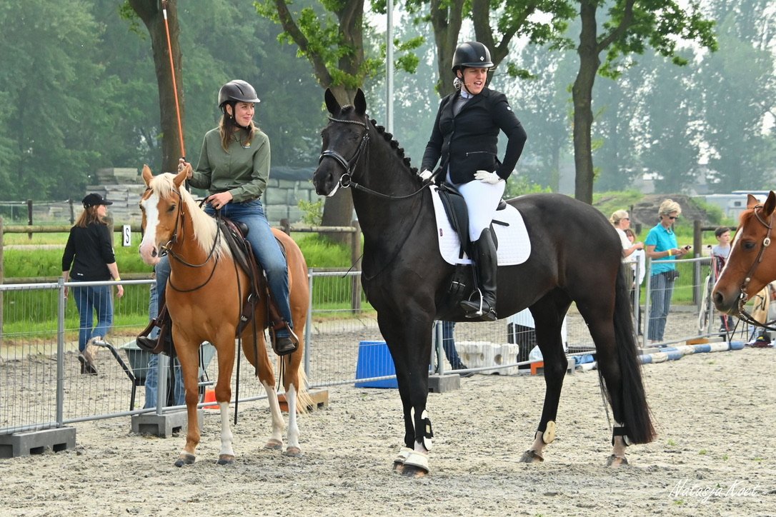 Workshop: Leer je paard écht begrijpen