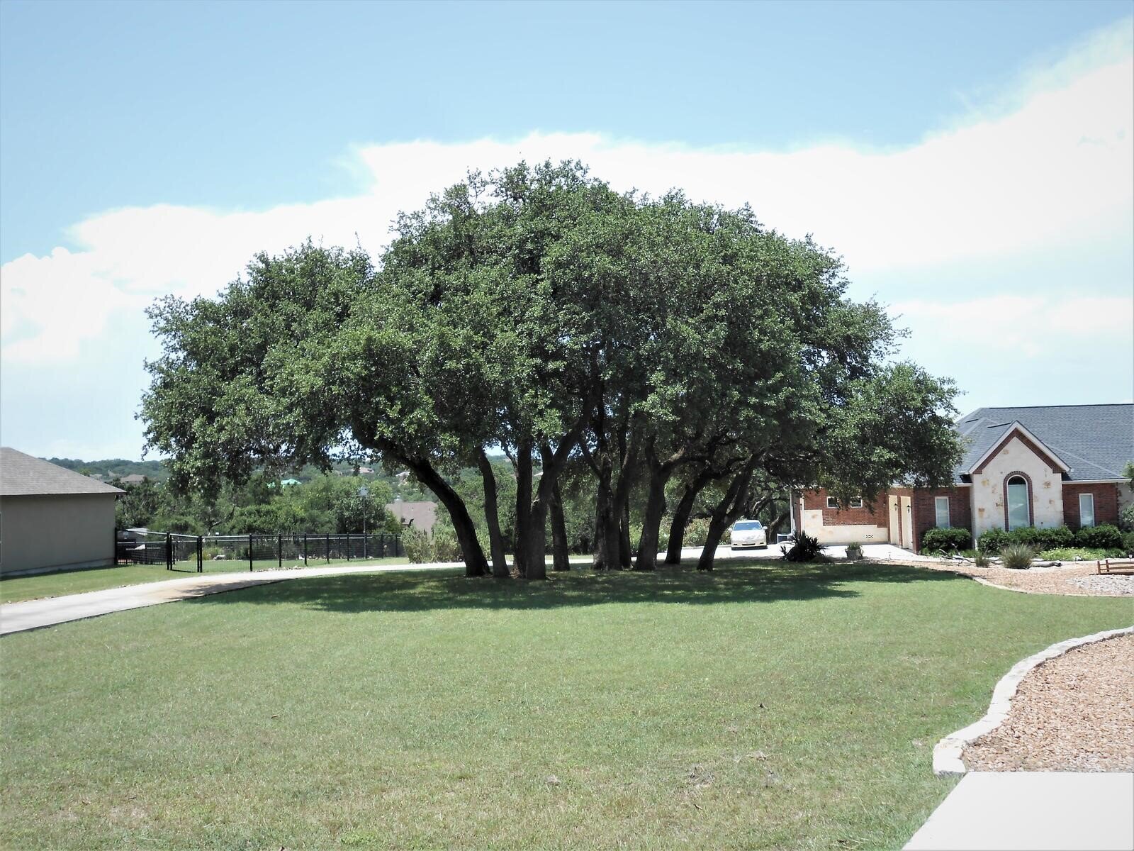Oak Tree Stressors