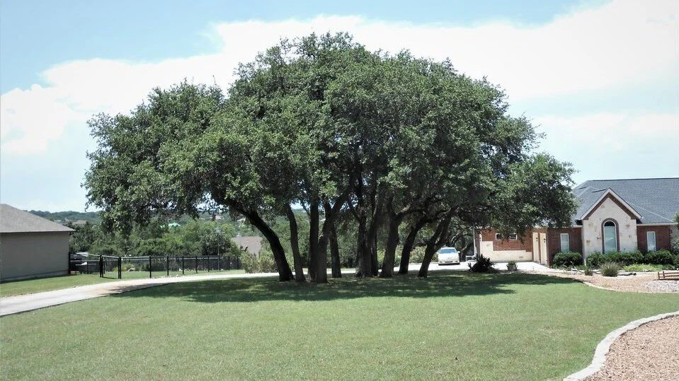 Canopy Shape and Balance